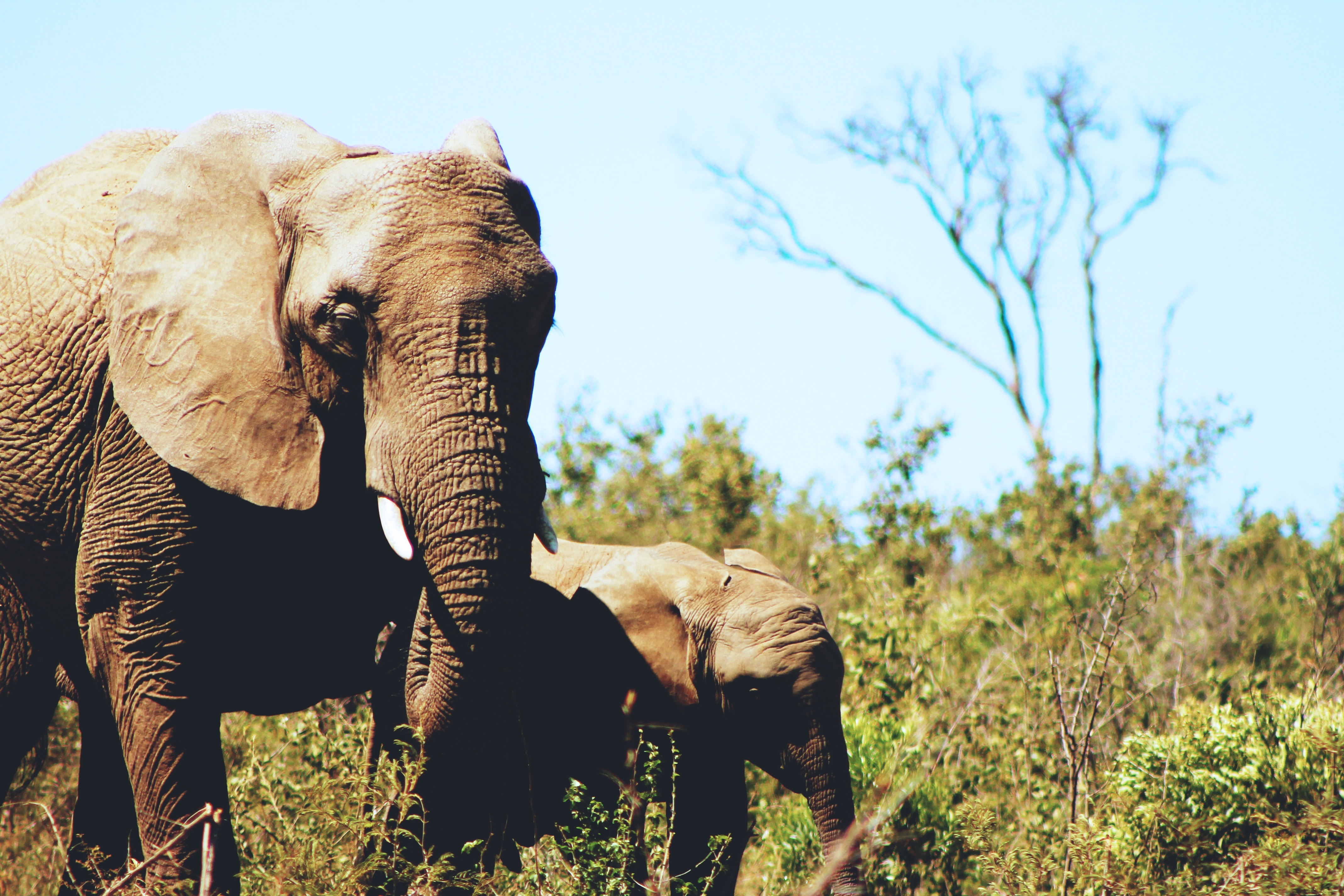 Descarga gratuita de fondo de pantalla para móvil de Elefante Africano De Sabana, Elefantes, Animales.