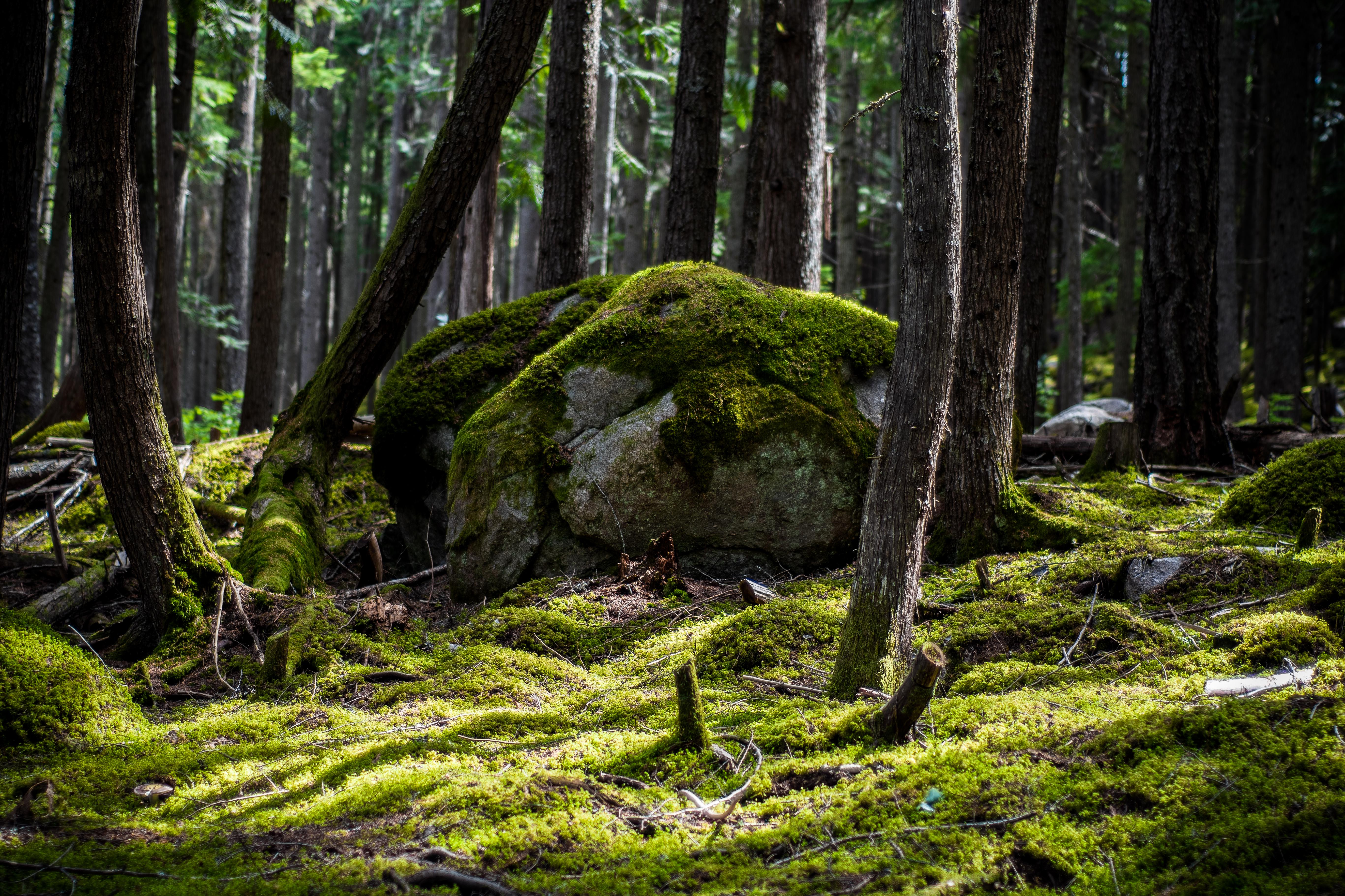 Download mobile wallpaper Forest, Earth, Moss for free.