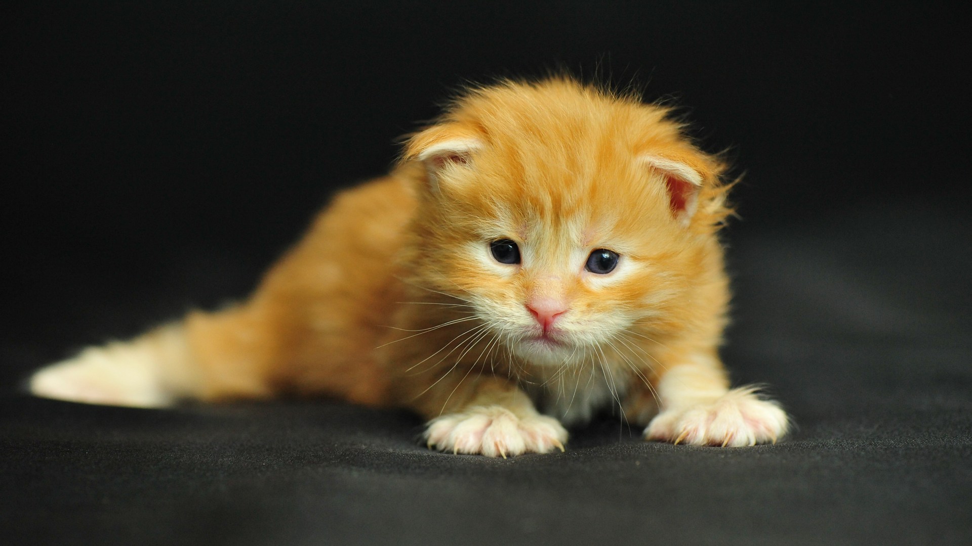 Baixe gratuitamente a imagem Animais, Gatos, Gato na área de trabalho do seu PC