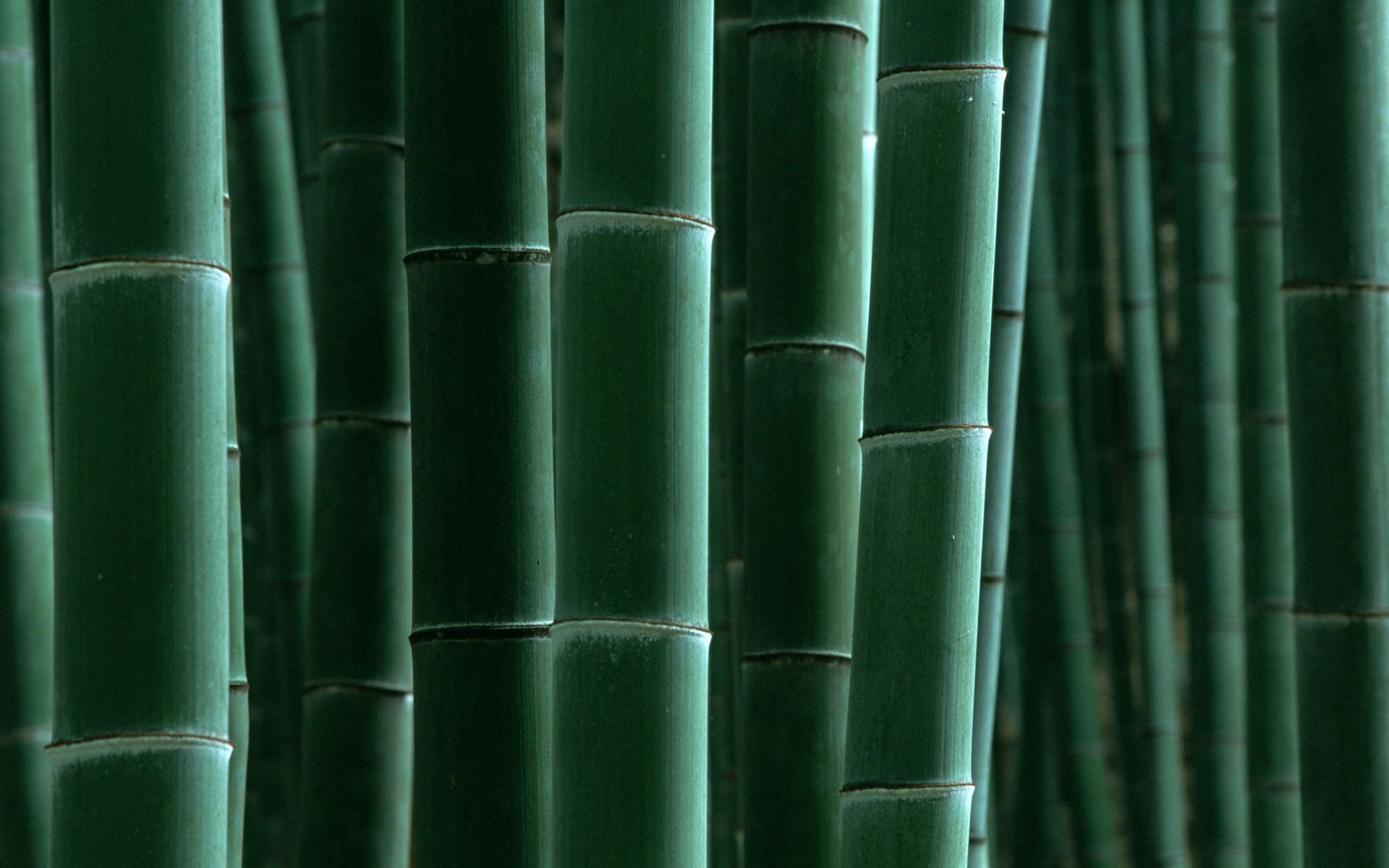 146831 скачать обои бамбук, природа, зеленый, полоски - заставки и картинки бесплатно