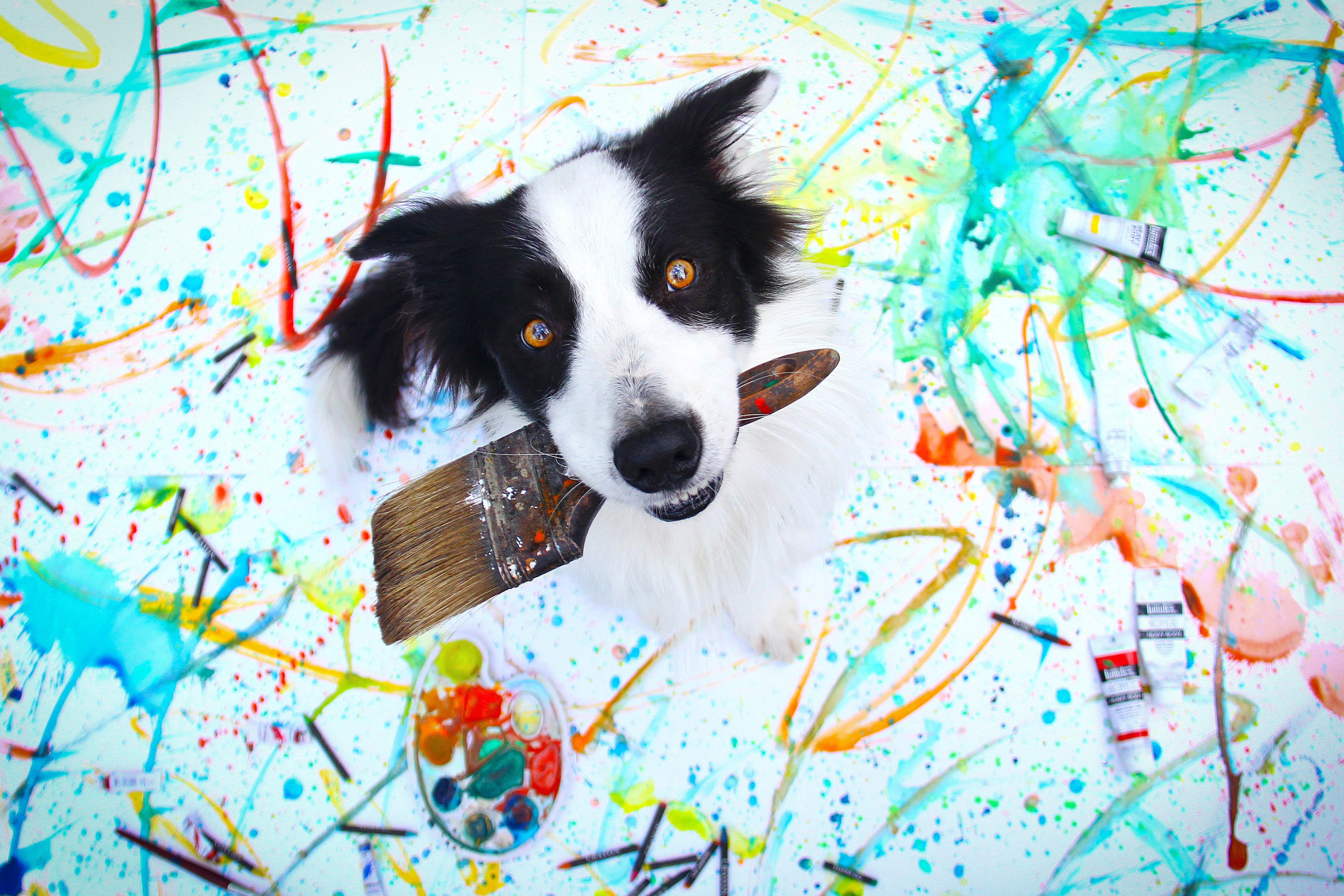 Handy-Wallpaper Tiere, Hunde, Hund, Farben, Border Collie kostenlos herunterladen.