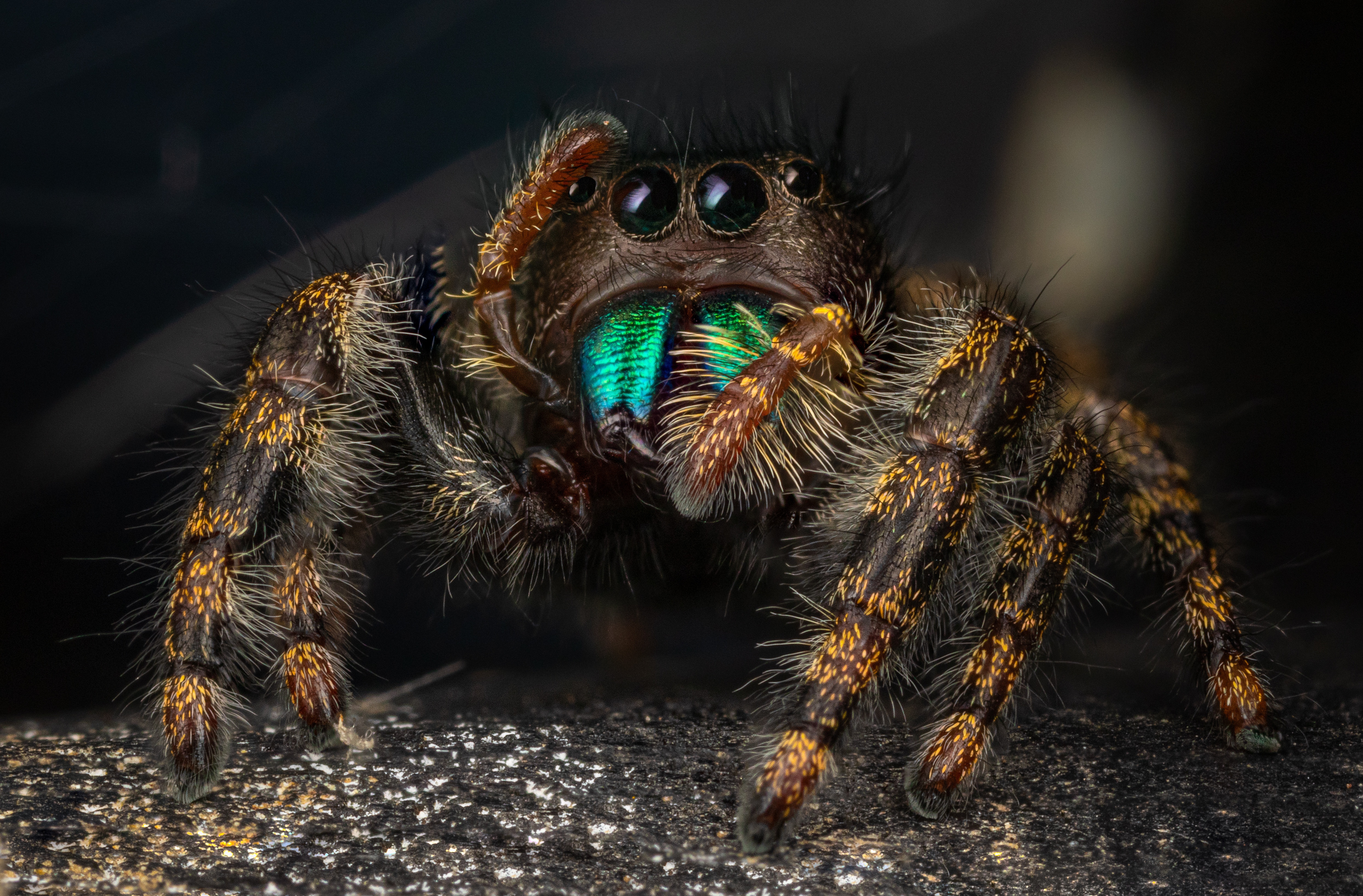Free download wallpaper Spiders, Macro, Animal, Jumping Spider on your PC desktop