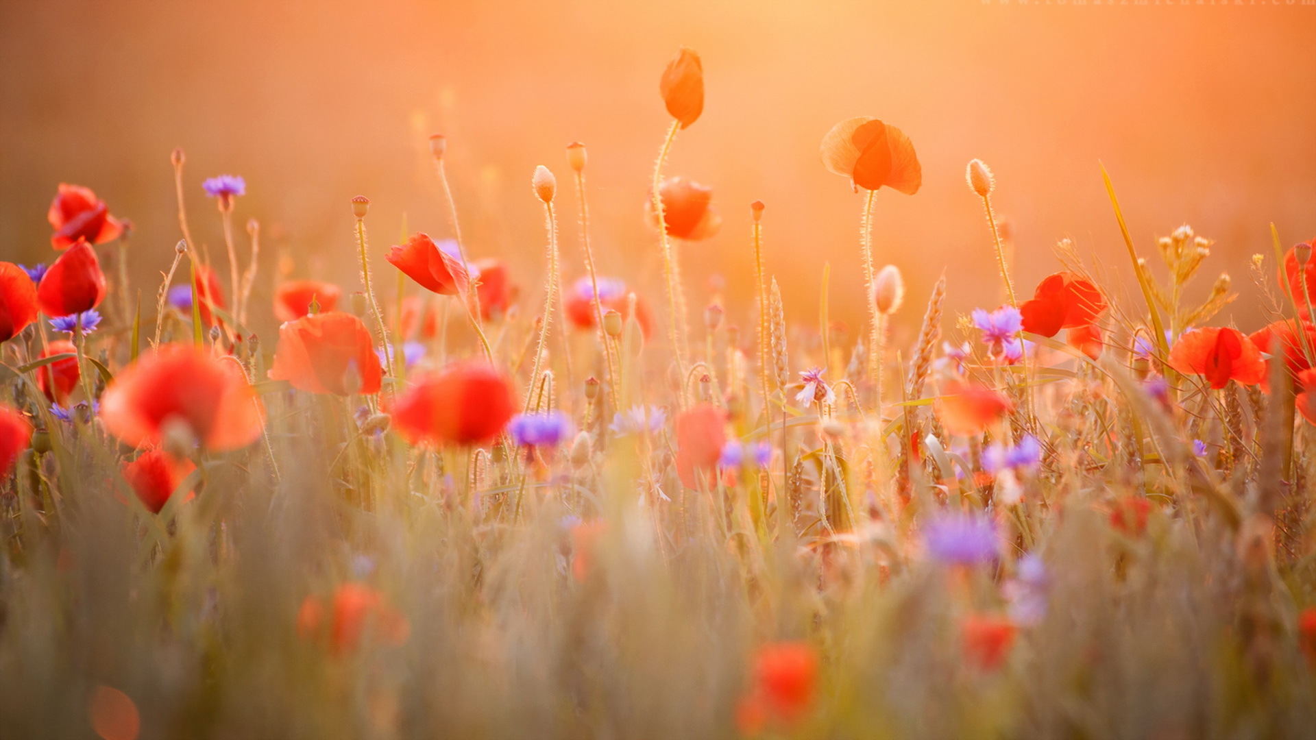 Free download wallpaper Flowers, Summer, Flower, Earth, Field, Meadow, Poppy, Sunny, Red Flower on your PC desktop