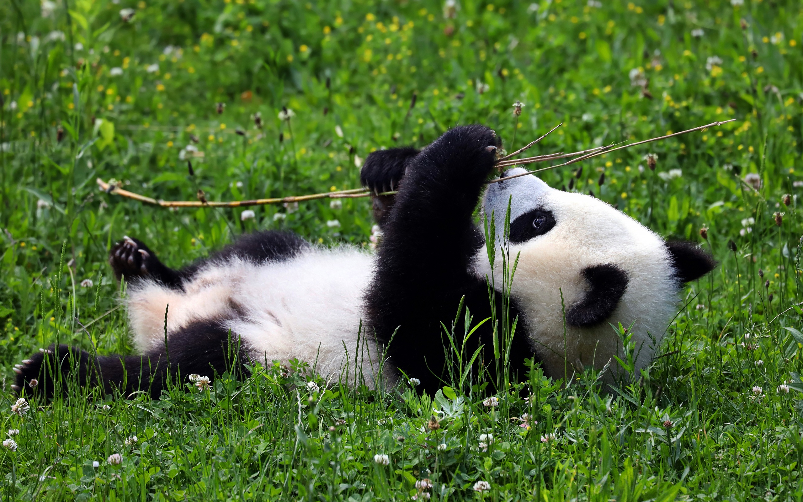 Baixar papel de parede para celular de Animais, Panda gratuito.