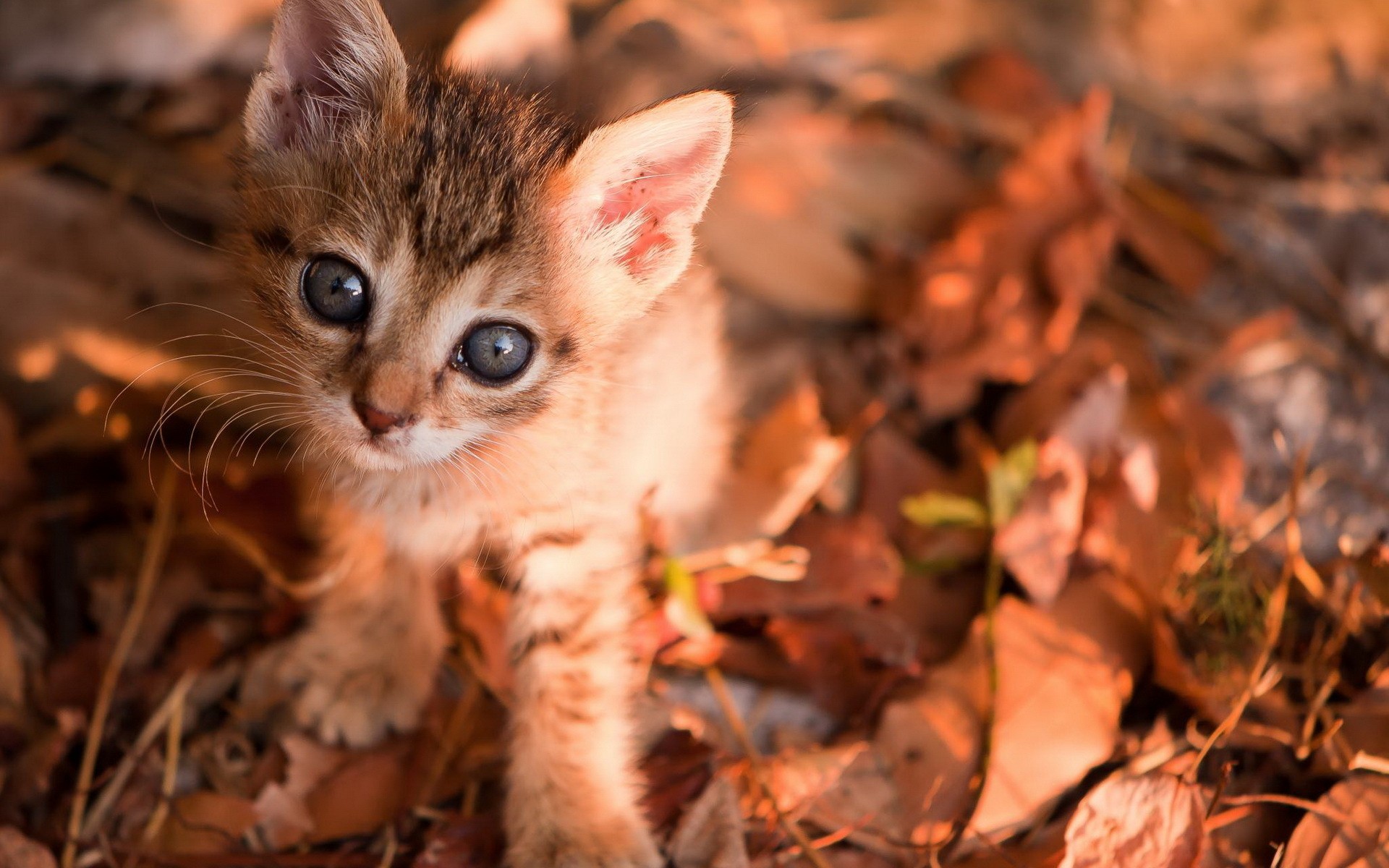 PCデスクトップに子猫, ネコ, 猫, 動物, 可愛い画像を無料でダウンロード