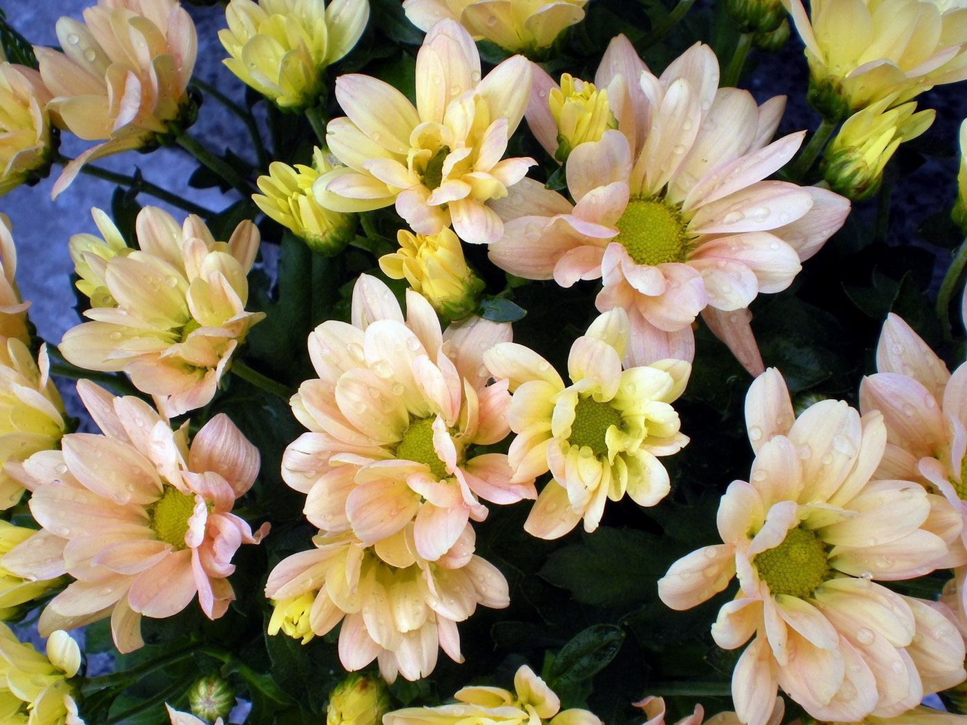 Téléchargez des papiers peints mobile Chrysanthème, Fraîcheur, Fleurs, Drops, Bouquet gratuitement.