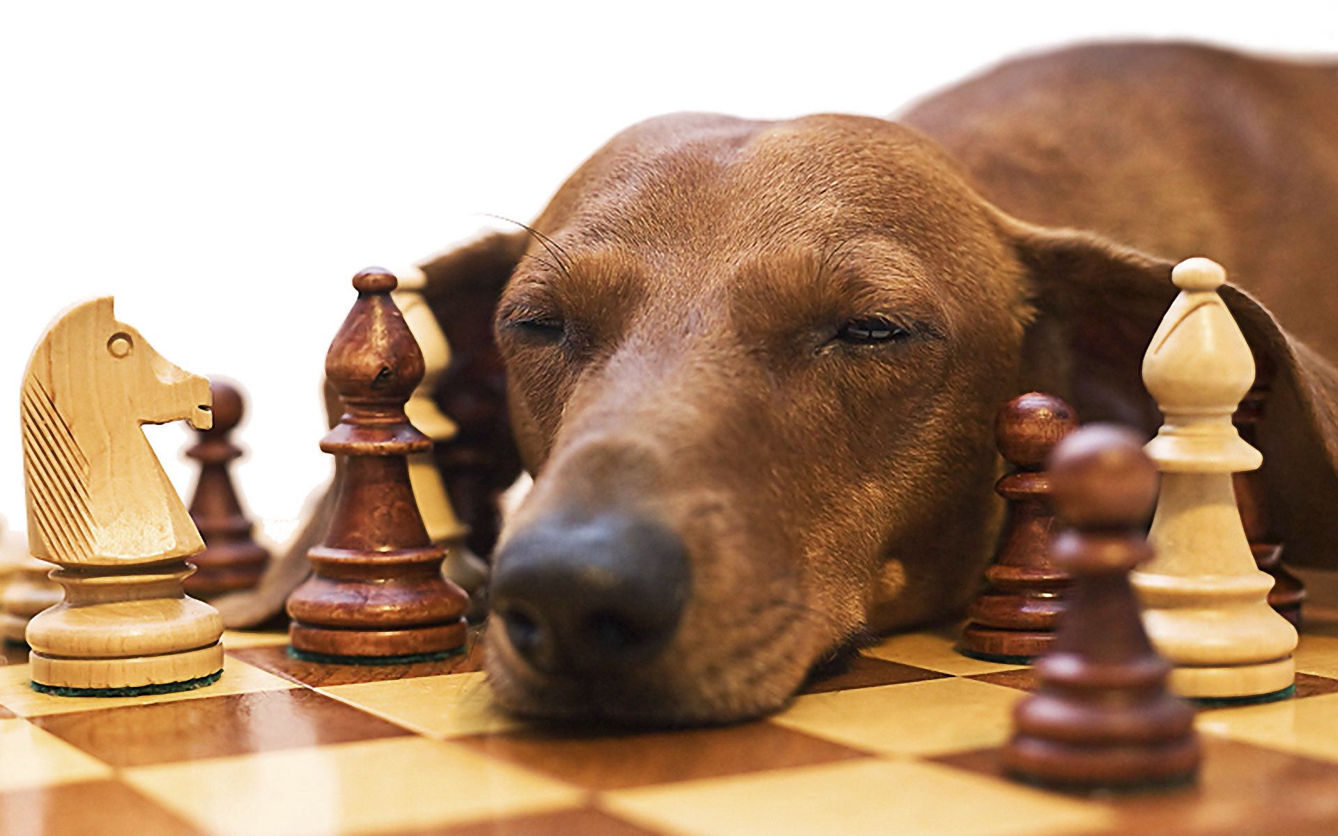chess, animals, dog, muzzle, dachshund, fatigue