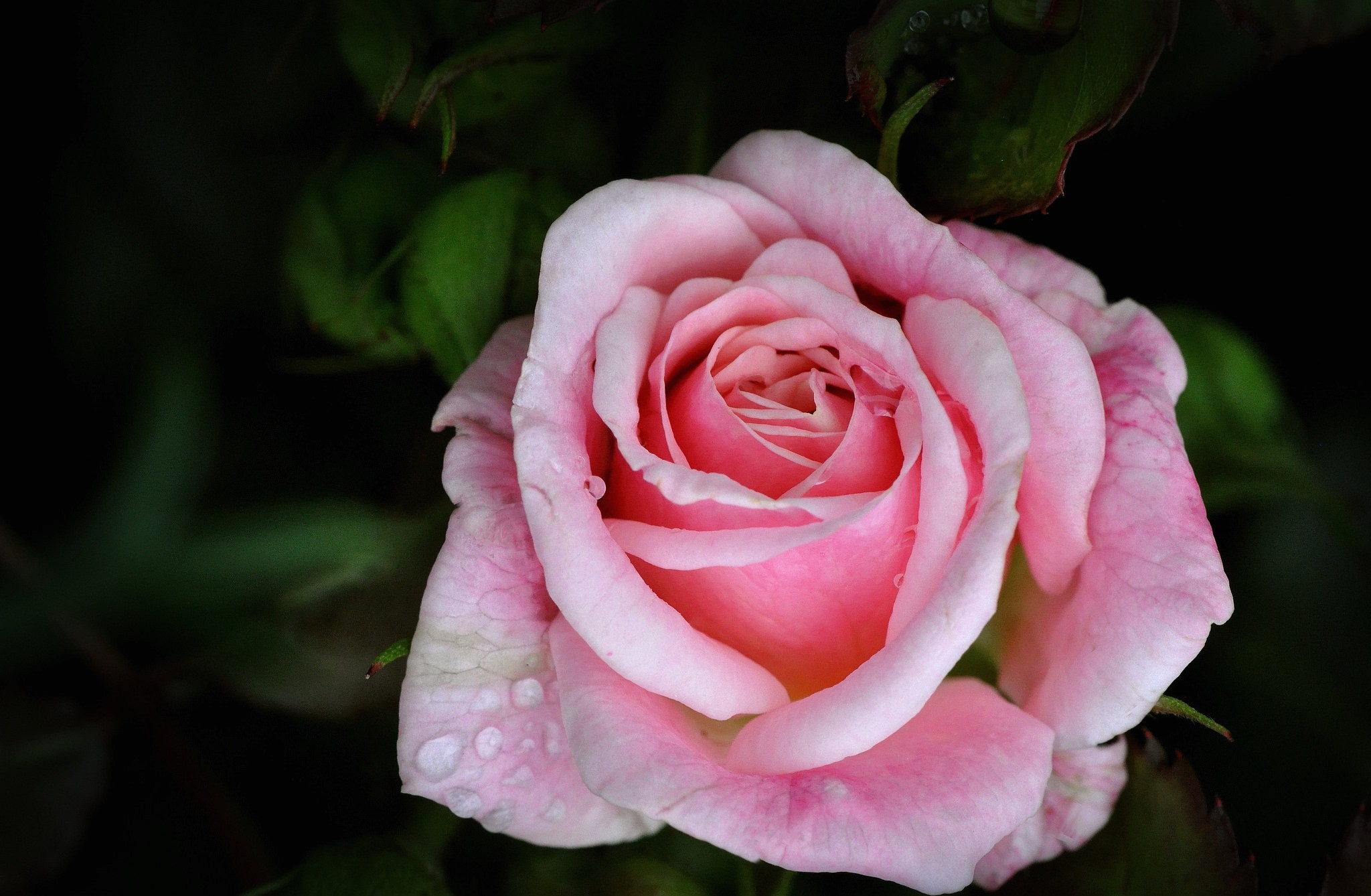 Téléchargez gratuitement l'image Rose, Terre/nature sur le bureau de votre PC