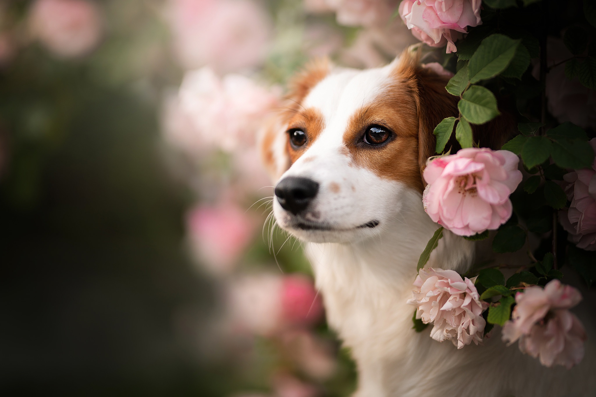 無料モバイル壁紙動物, 犬, ピンクの花をダウンロードします。