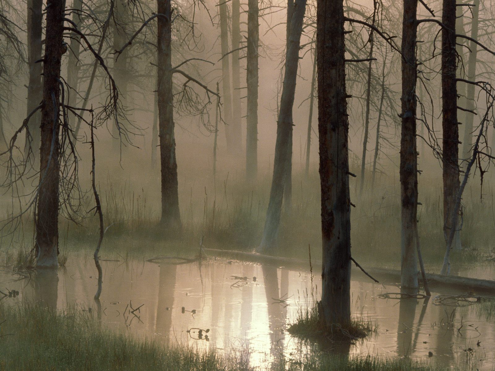 fog, trees, nature, swamp, forest