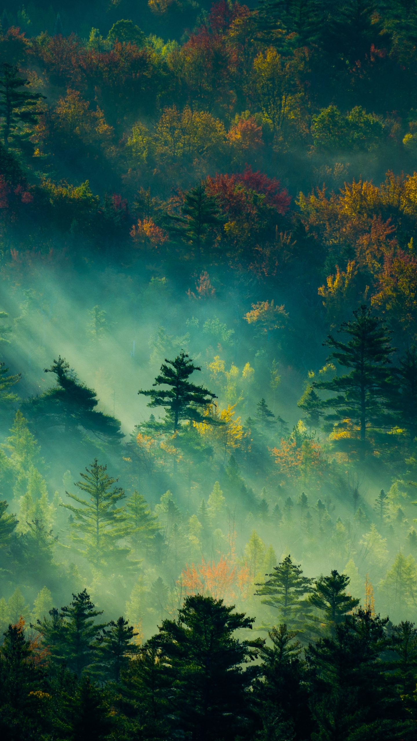 Download mobile wallpaper Forest, Fog, Earth, Morning, Sunlight for free.