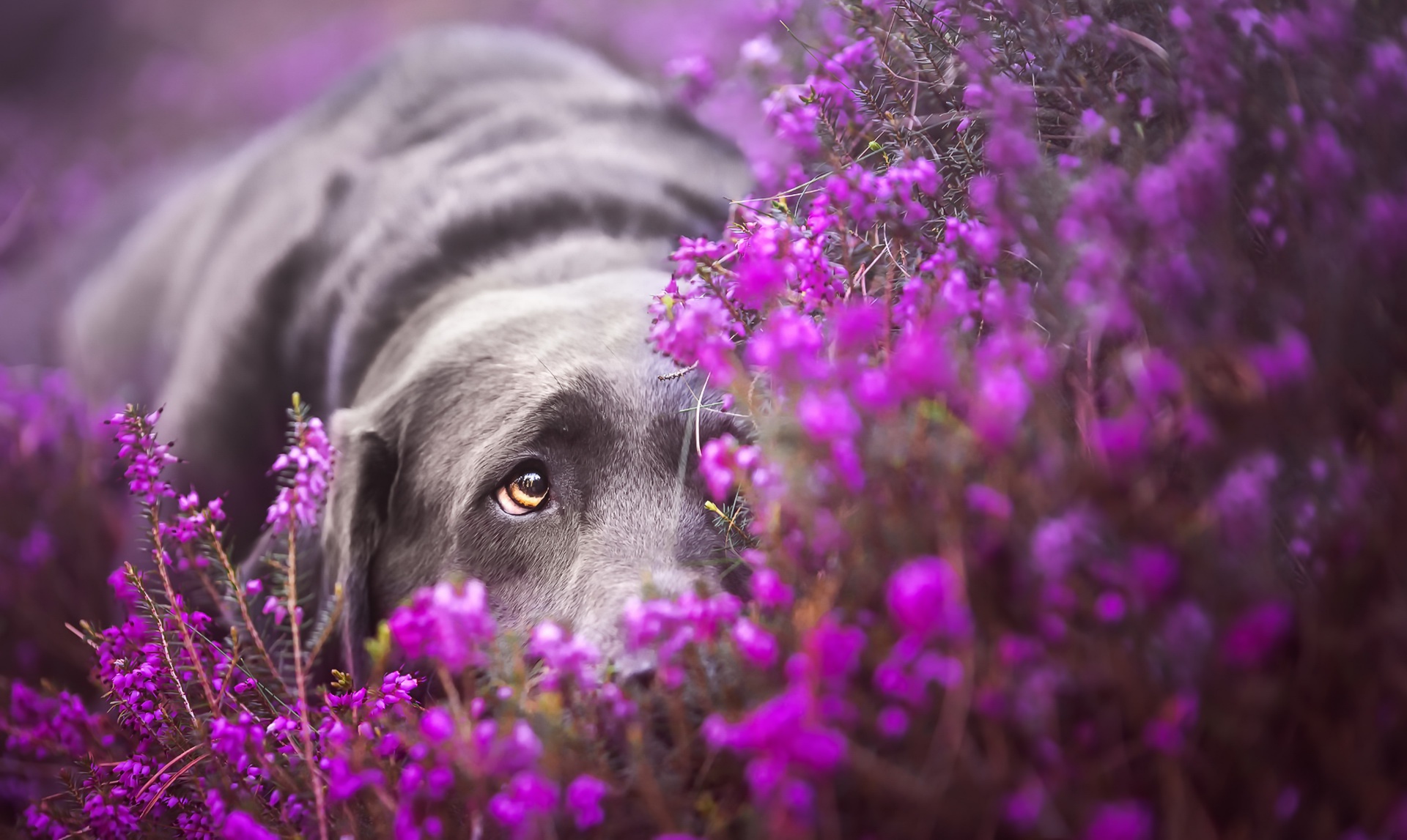 PCデスクトップに動物, 花, 犬, ラブラドール, ぼかし, 紫色の花画像を無料でダウンロード