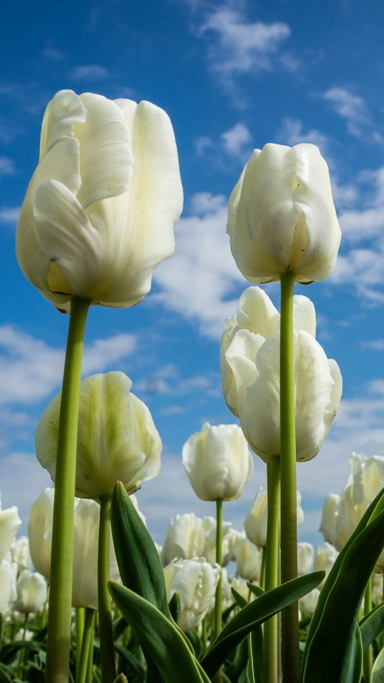 Download mobile wallpaper Flowers, Earth, Tulip for free.