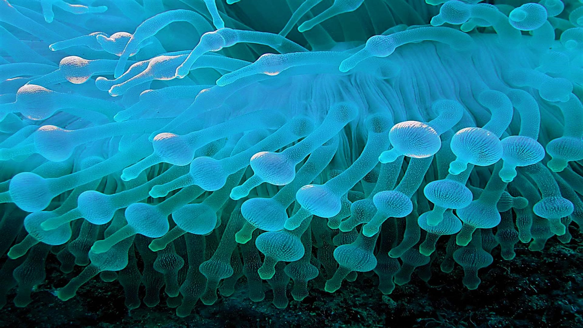 animal, sea anemone, blue