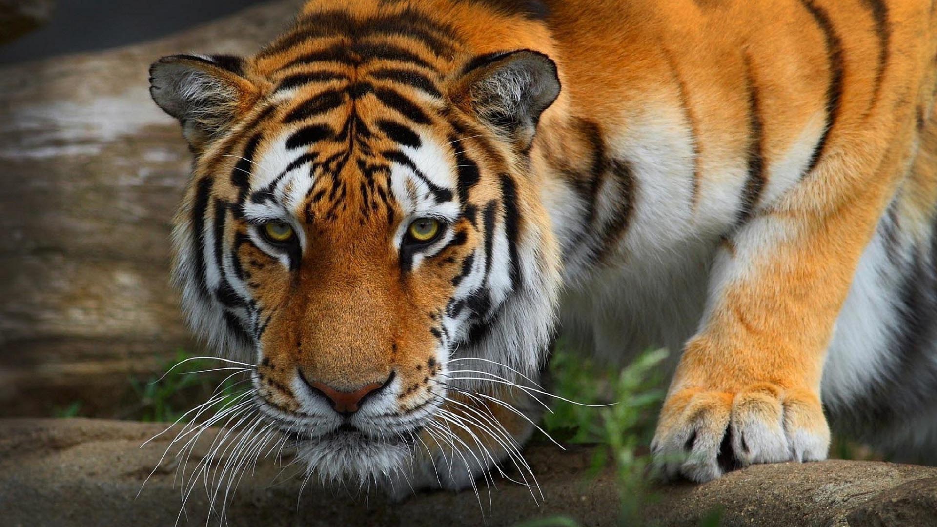 Baixe gratuitamente a imagem Animais, Gatos, Tigre na área de trabalho do seu PC