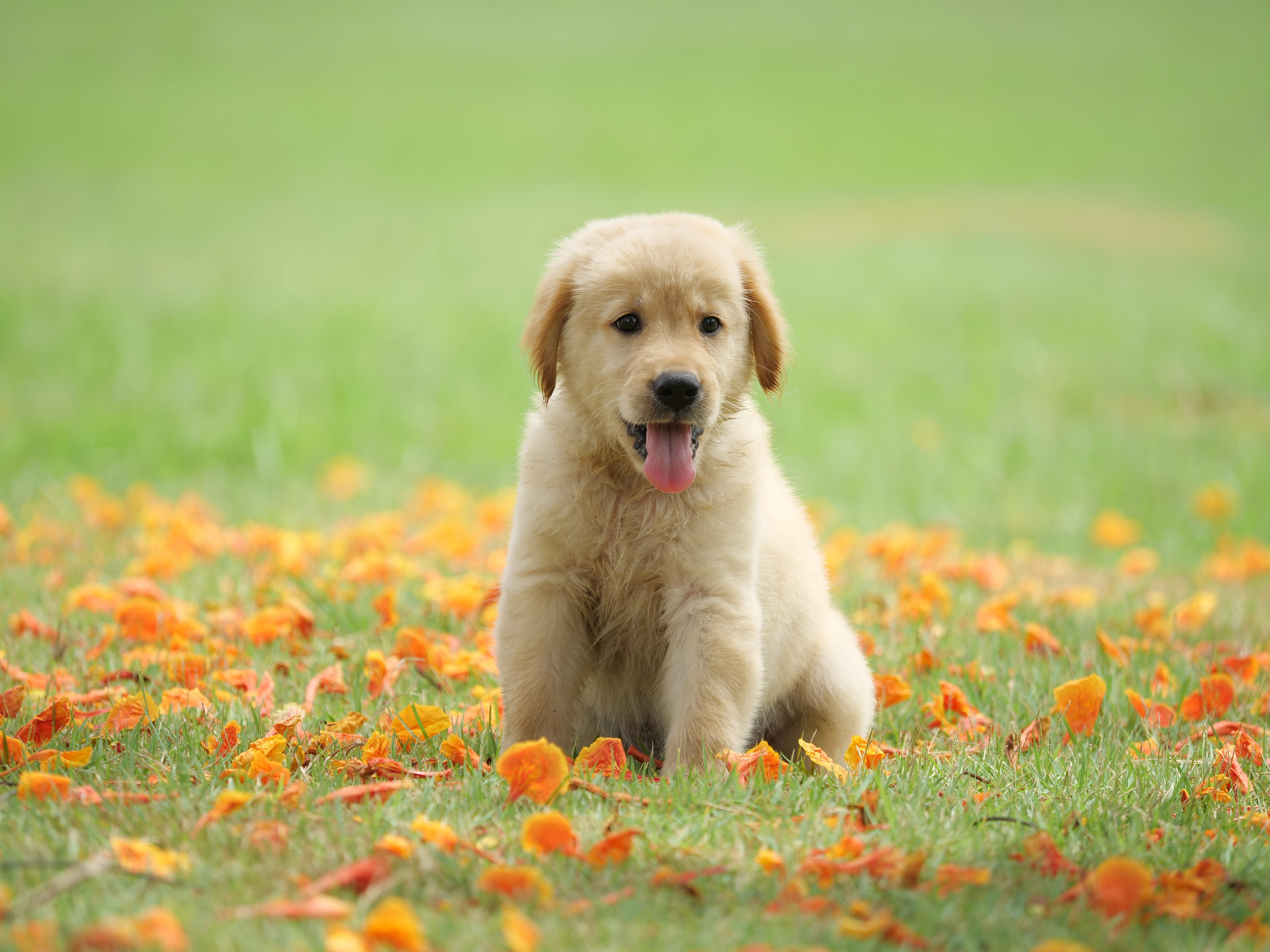 Free download wallpaper Dogs, Dog, Animal, Puppy, Golden Retriever, Baby Animal on your PC desktop