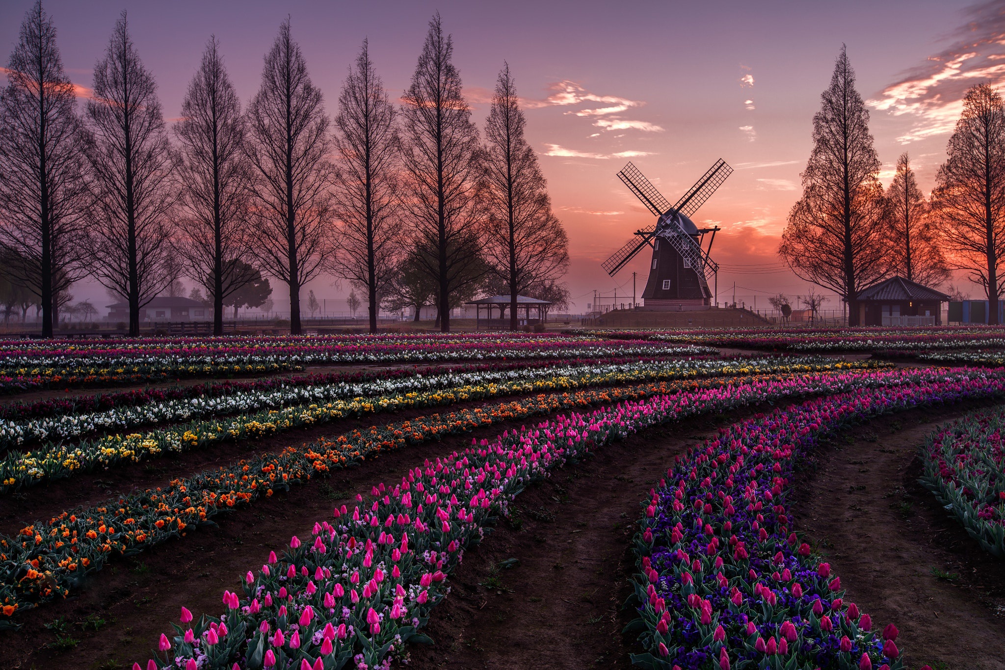Download mobile wallpaper Sunset, Field, Evening, Tulip, Windmill, Man Made for free.