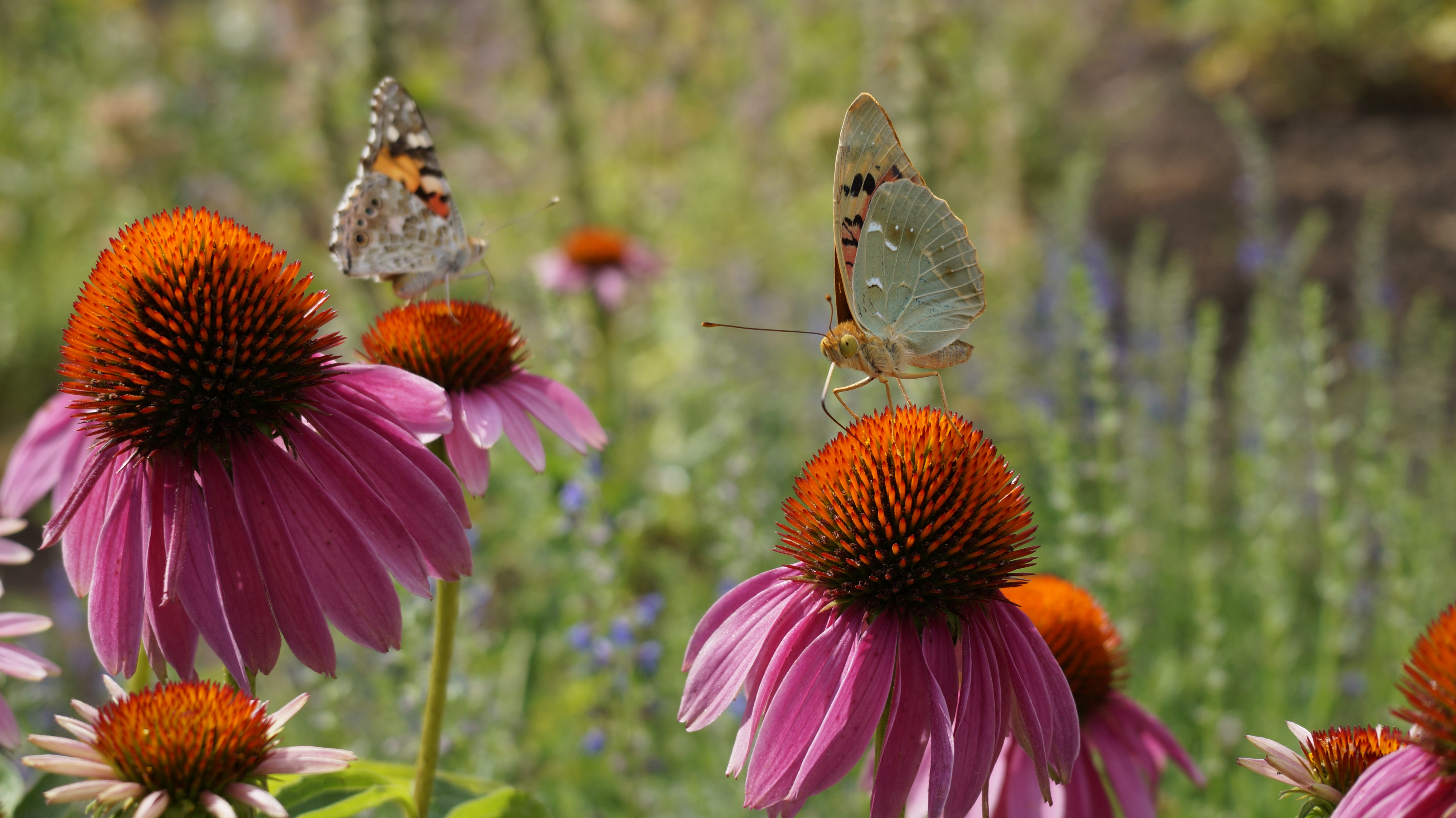 Descarga gratuita de fondo de pantalla para móvil de Animales, Flor, Insecto, Mariposa, Macrofotografía.