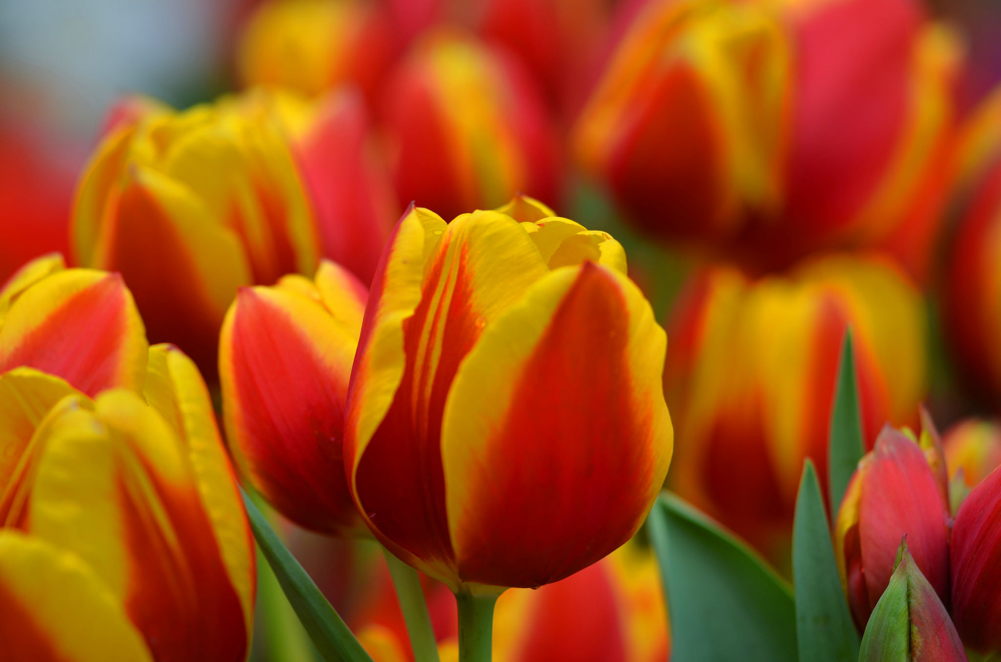 Téléchargez des papiers peints mobile Fleurs, Fleur, Fermer, Coloré, Se Brouiller, Tulipe, Terre/nature gratuitement.