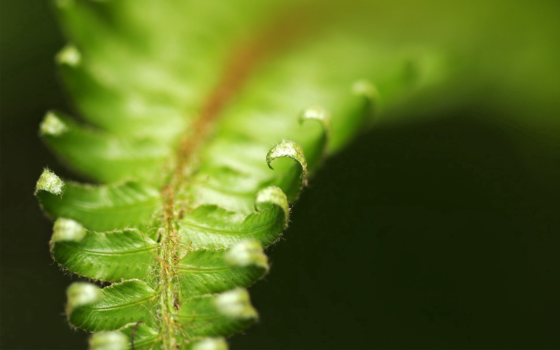leaves, green, macro, fern, carved wallpapers for tablet