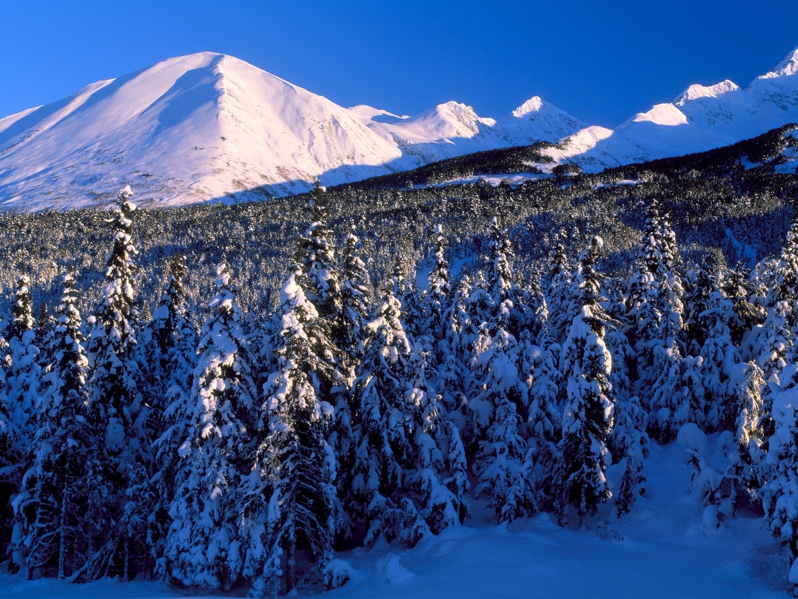 PCデスクトップに風景, 冬, 木, 山脈, モミの木画像を無料でダウンロード