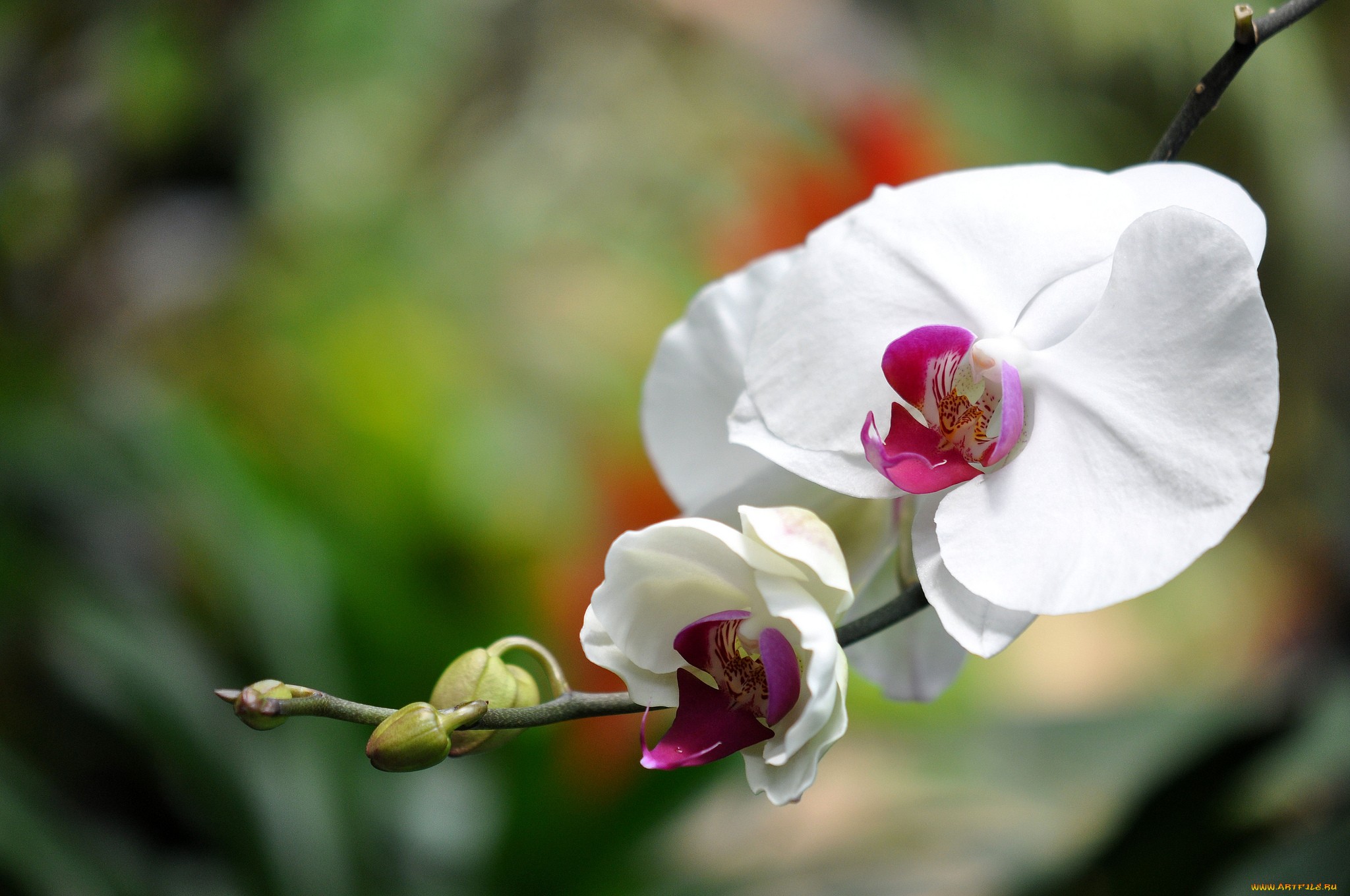 Téléchargez gratuitement l'image Orchidée, Fleurs, Fleur, Terre/nature sur le bureau de votre PC