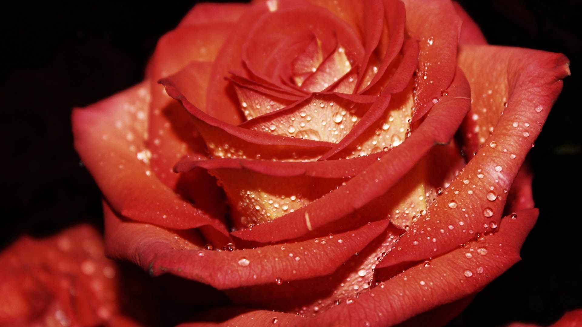 無料モバイル壁紙滴, 大きい, マクロ, 露, 花びら, バラの花, 薔薇をダウンロードします。