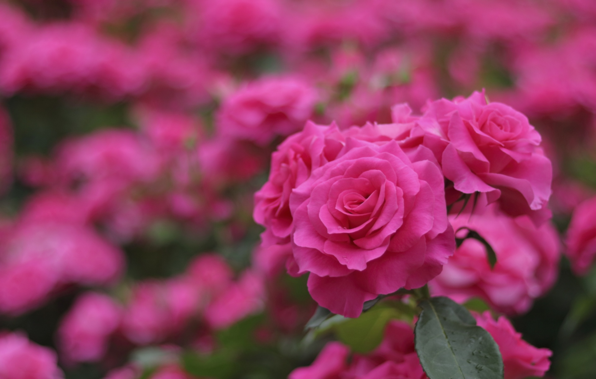 Free download wallpaper Nature, Flowers, Flower, Rose, Blur, Earth, Pink Flower on your PC desktop