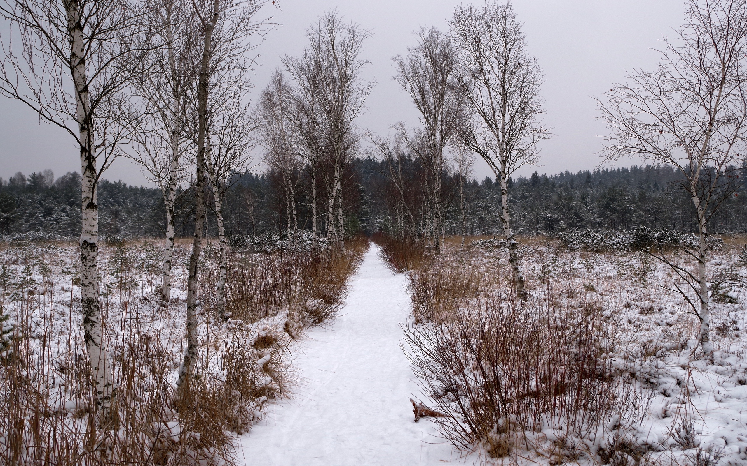 Descarga gratis la imagen Invierno, Tierra/naturaleza en el escritorio de tu PC