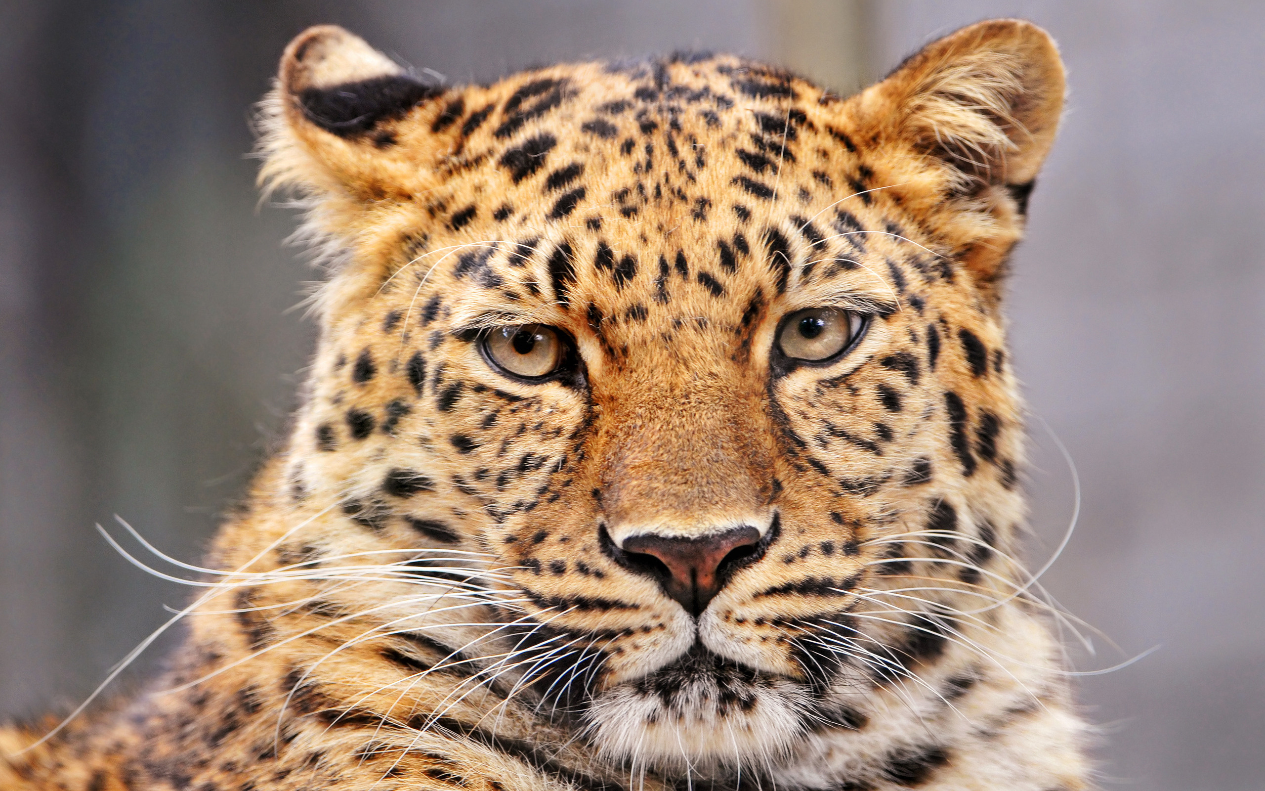 Baixar papel de parede para celular de Animais, Gatos, Leopardo gratuito.