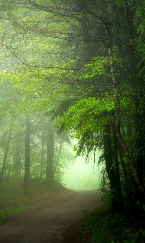 Скачати мобільні шпалери Ліс, Дерево, Туман, Земля, Шлях безкоштовно.