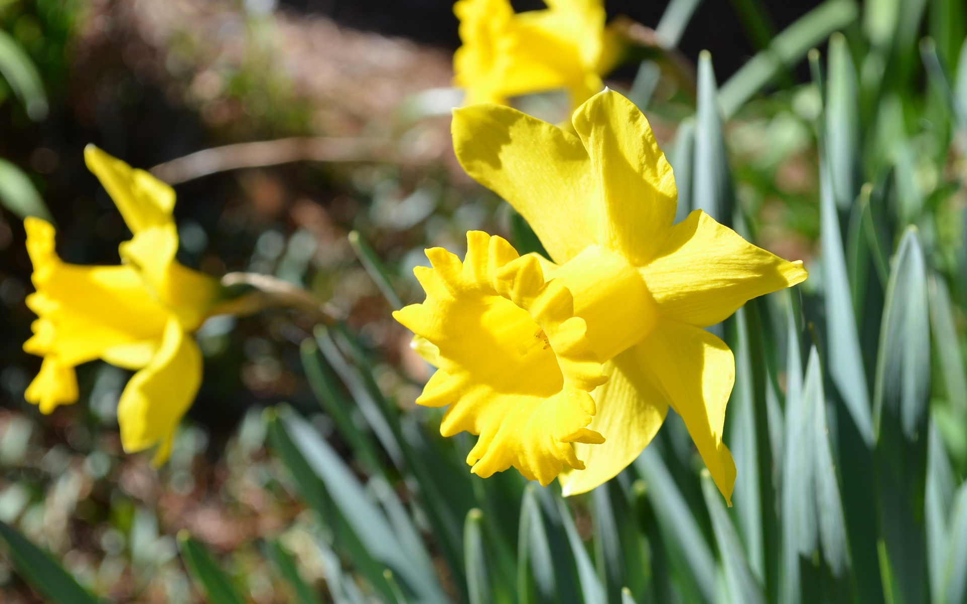 Download mobile wallpaper Daffodil, Blur, Yellow Flower, Flowers, Nature, Flower, Earth for free.