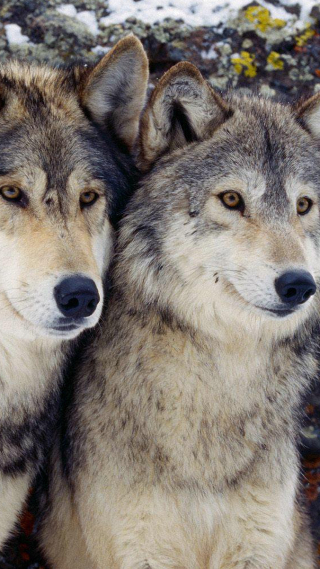 Download mobile wallpaper Wolf, Animal, Wolves for free.