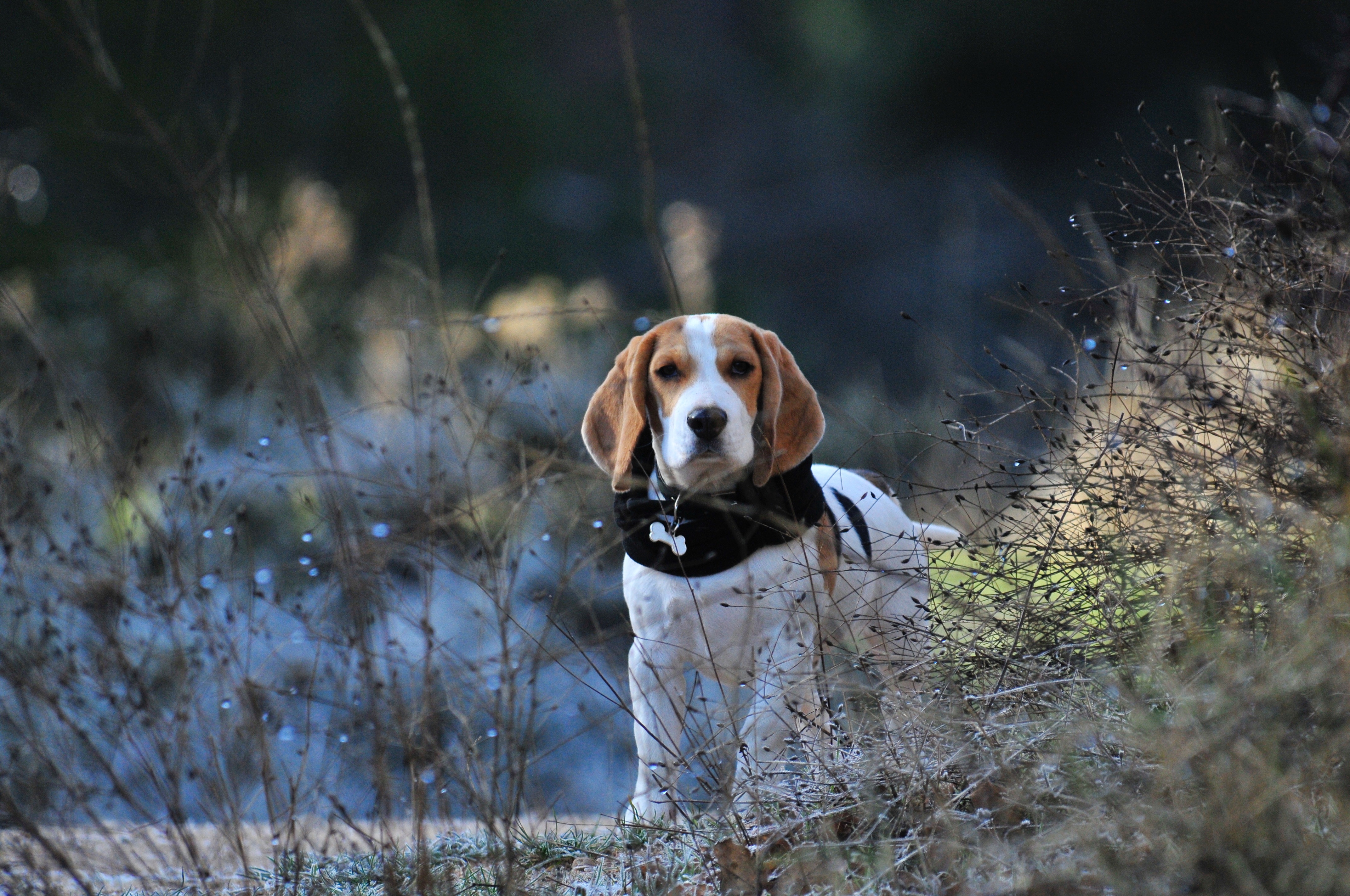High Definition Beagle background