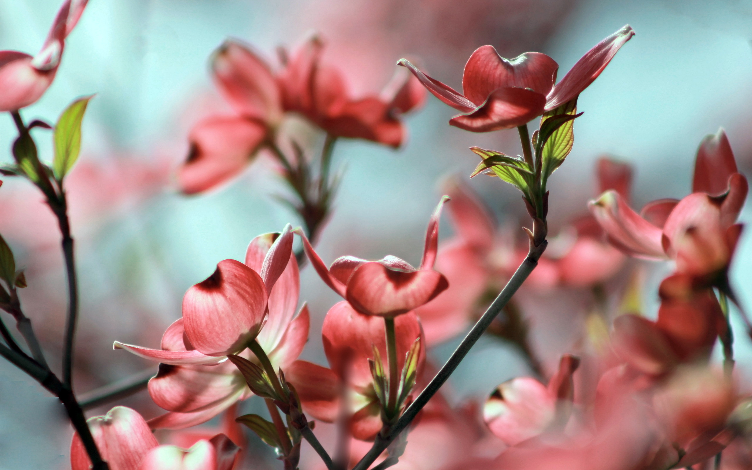 Handy-Wallpaper Blumen, Blume, Erde/natur kostenlos herunterladen.