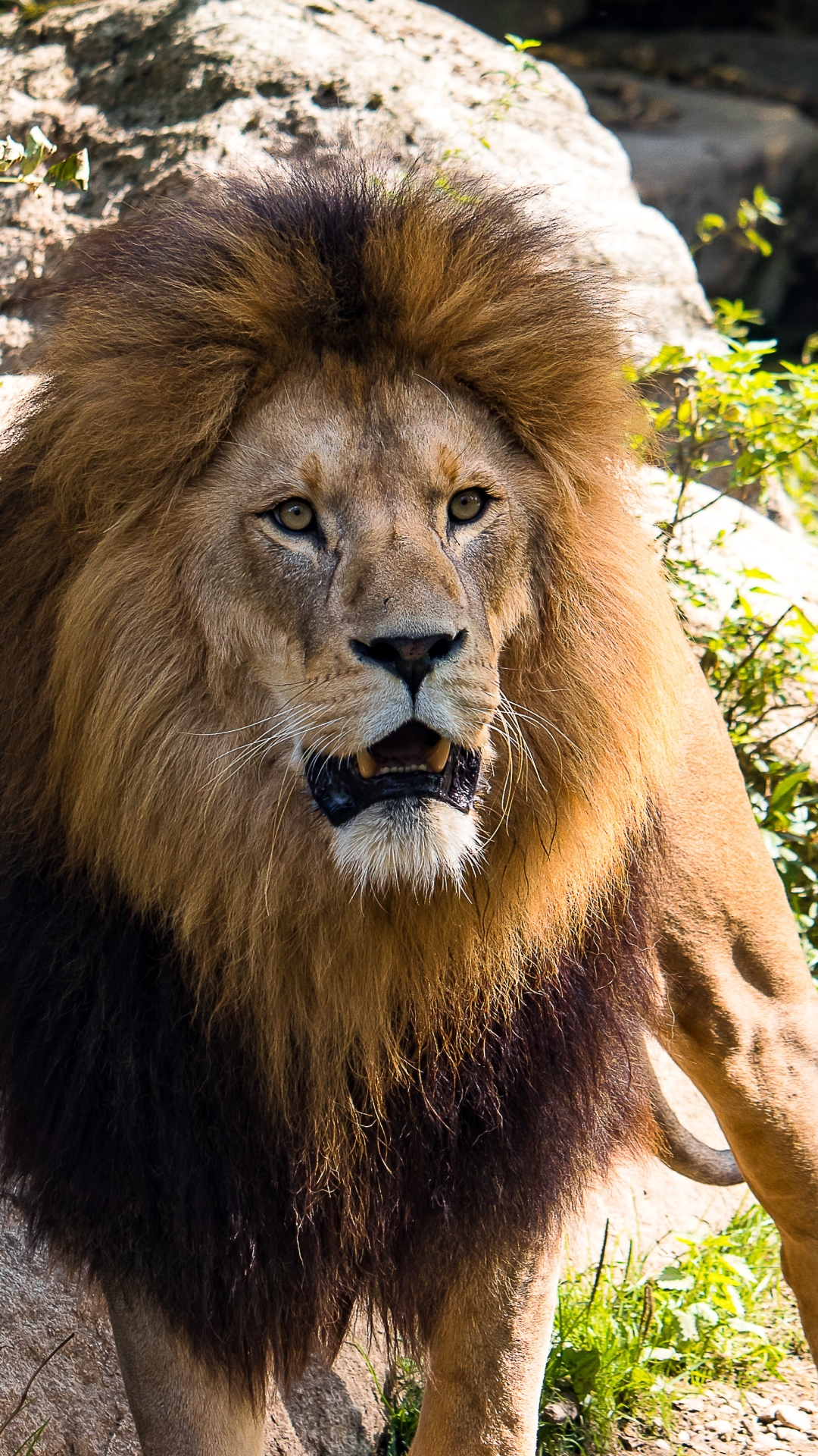 Téléchargez des papiers peints mobile Animaux, Chats, Lion gratuitement.