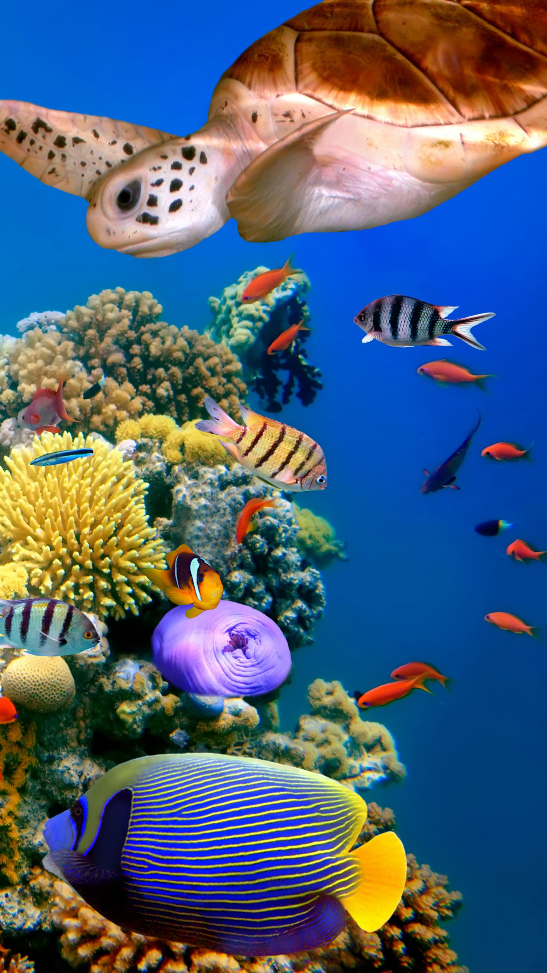 無料モバイル壁紙動物, カメ, 魚, サンゴ礁, 水中, 魚類をダウンロードします。