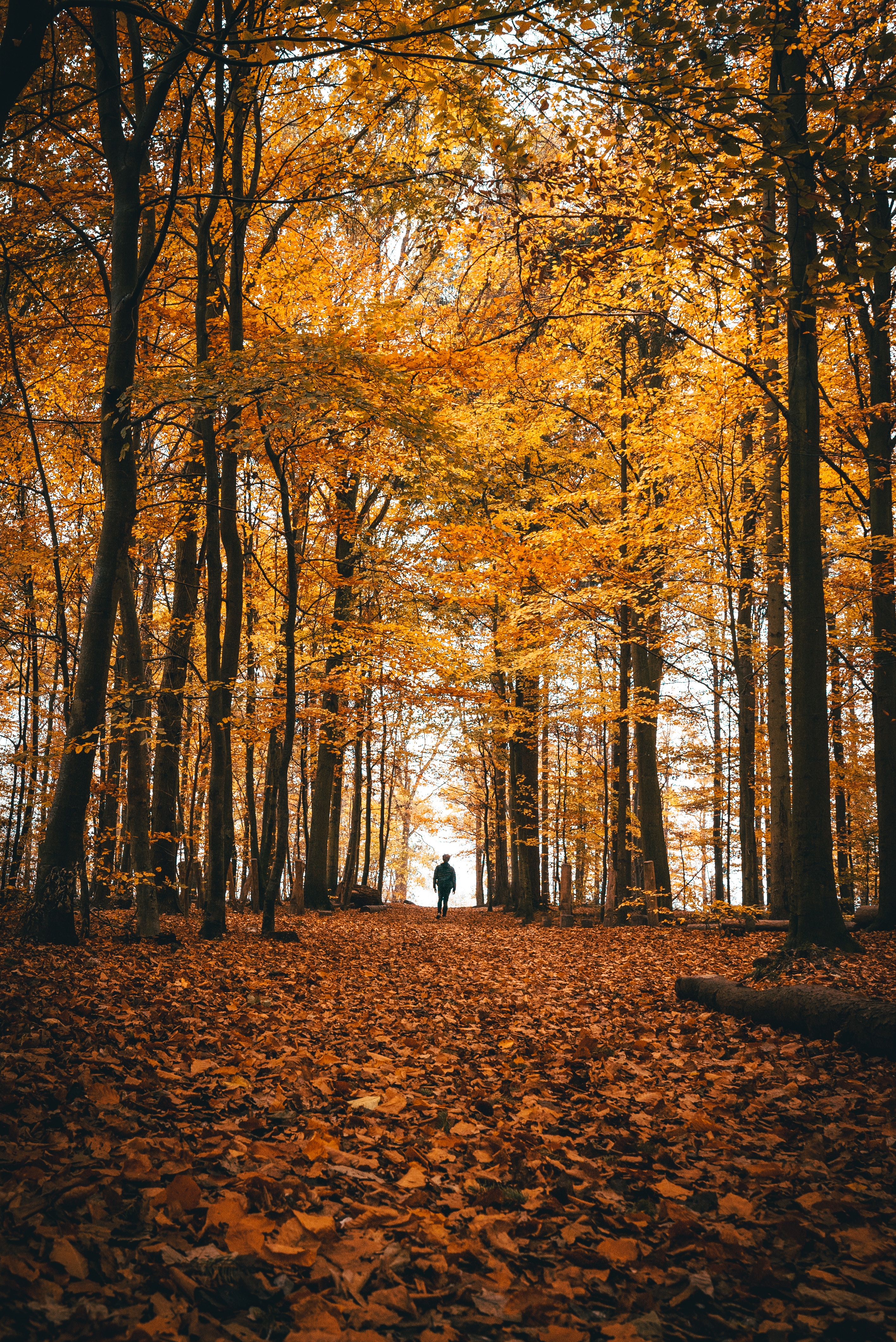Скачать картинку Деревья, Лес, Прогулка, Природа, Одиночество, Осень в телефон бесплатно.