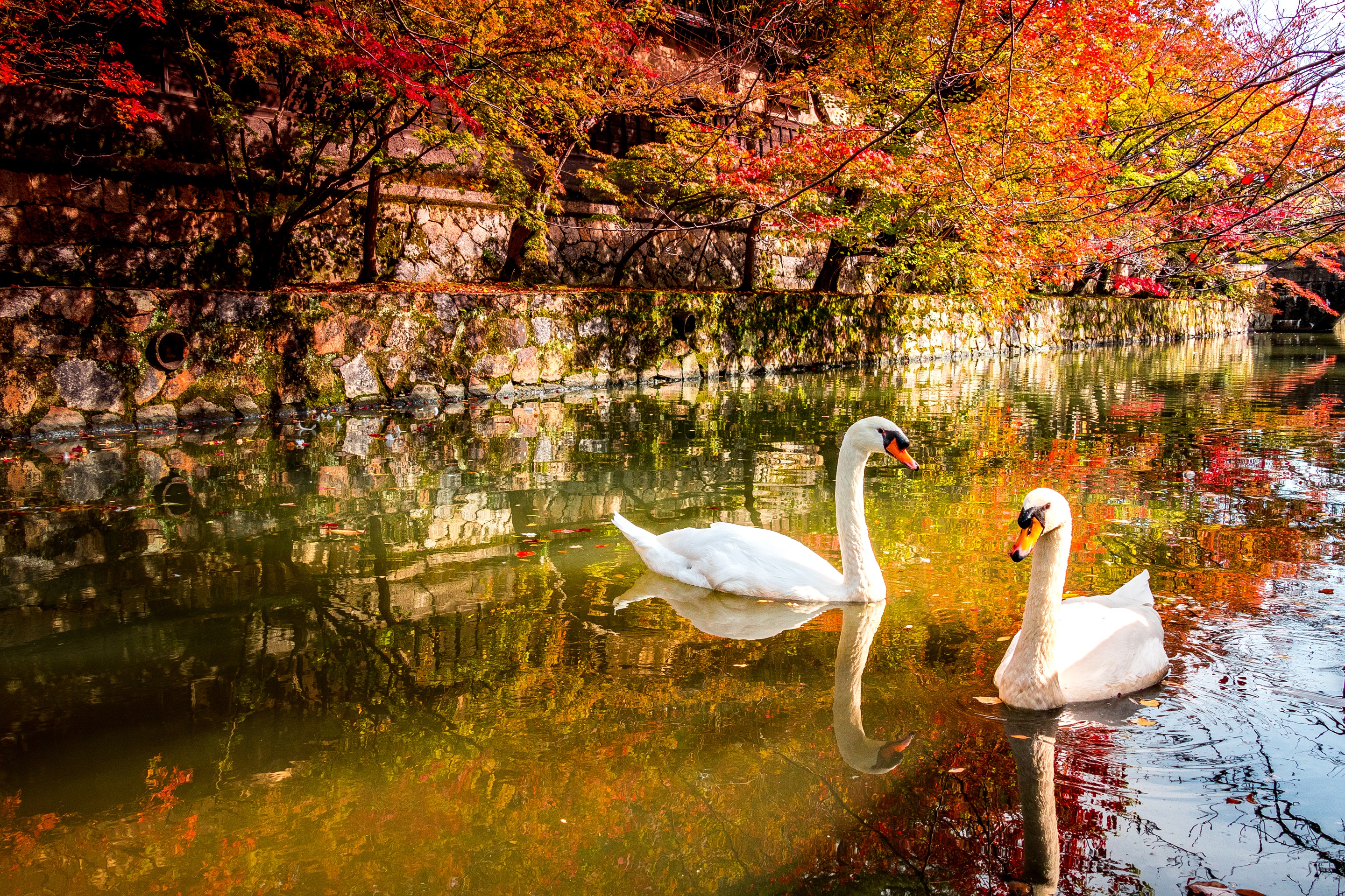 Free download wallpaper Birds, Reflection, Bird, Animal, Canal, Mute Swan on your PC desktop
