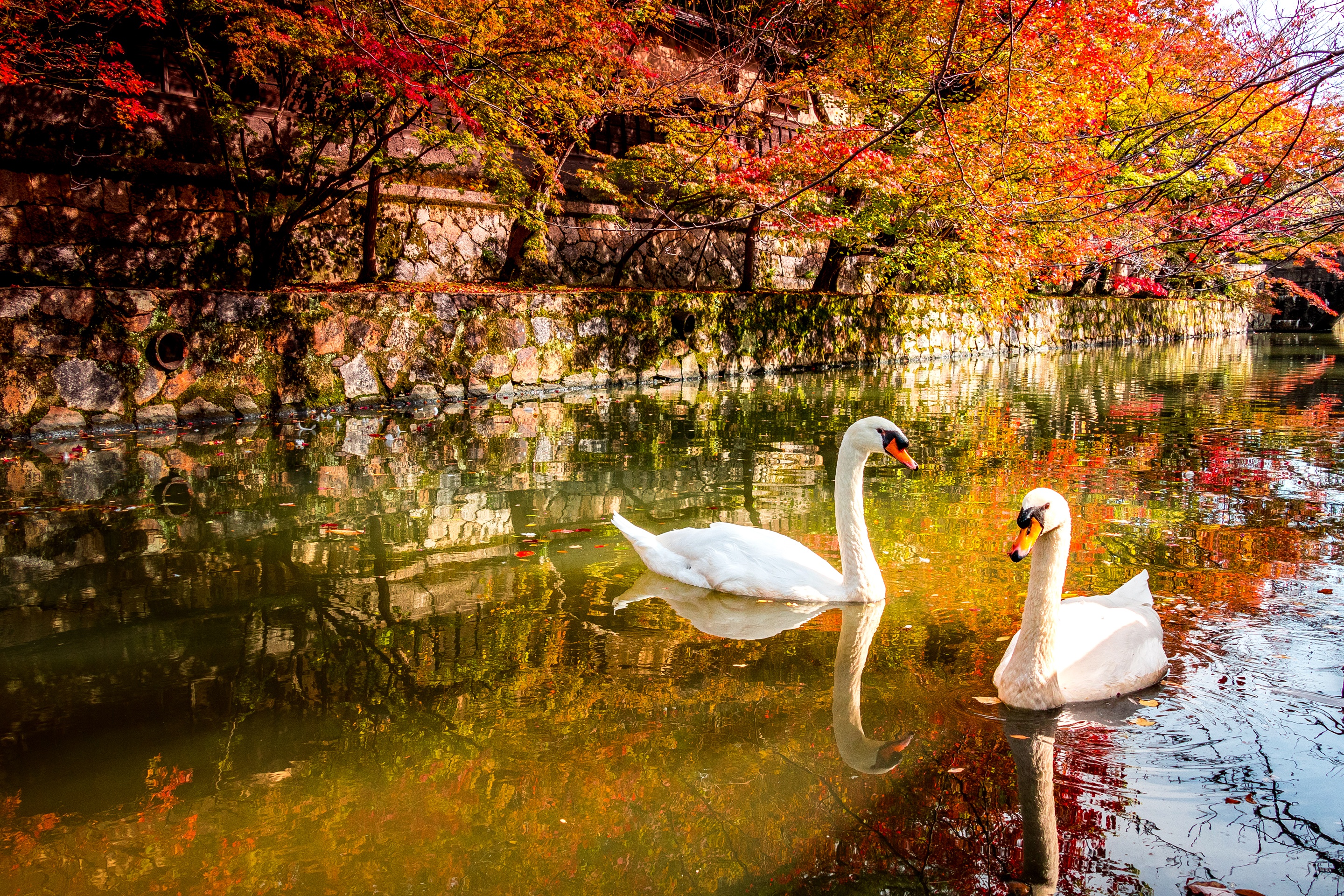 Handy-Wallpaper Tiere, Vögel, Vogel, Kanal, Spiegelung, Höckerschwan kostenlos herunterladen.