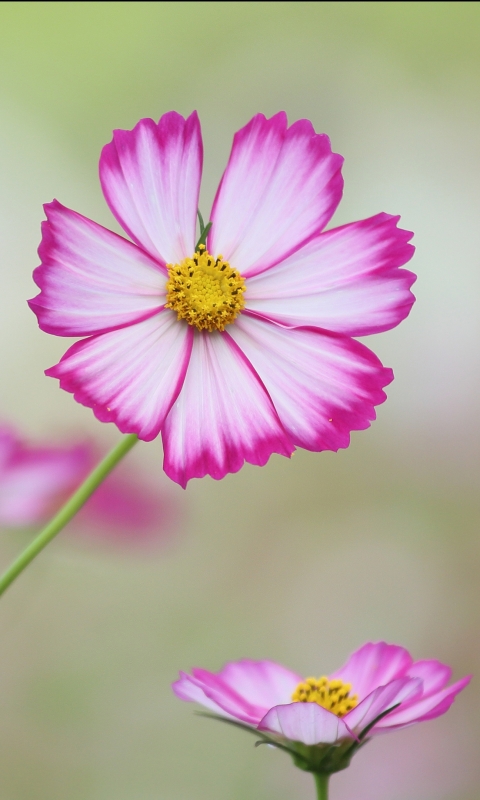 Download mobile wallpaper Flowers, Close Up, Earth, Cosmos for free.
