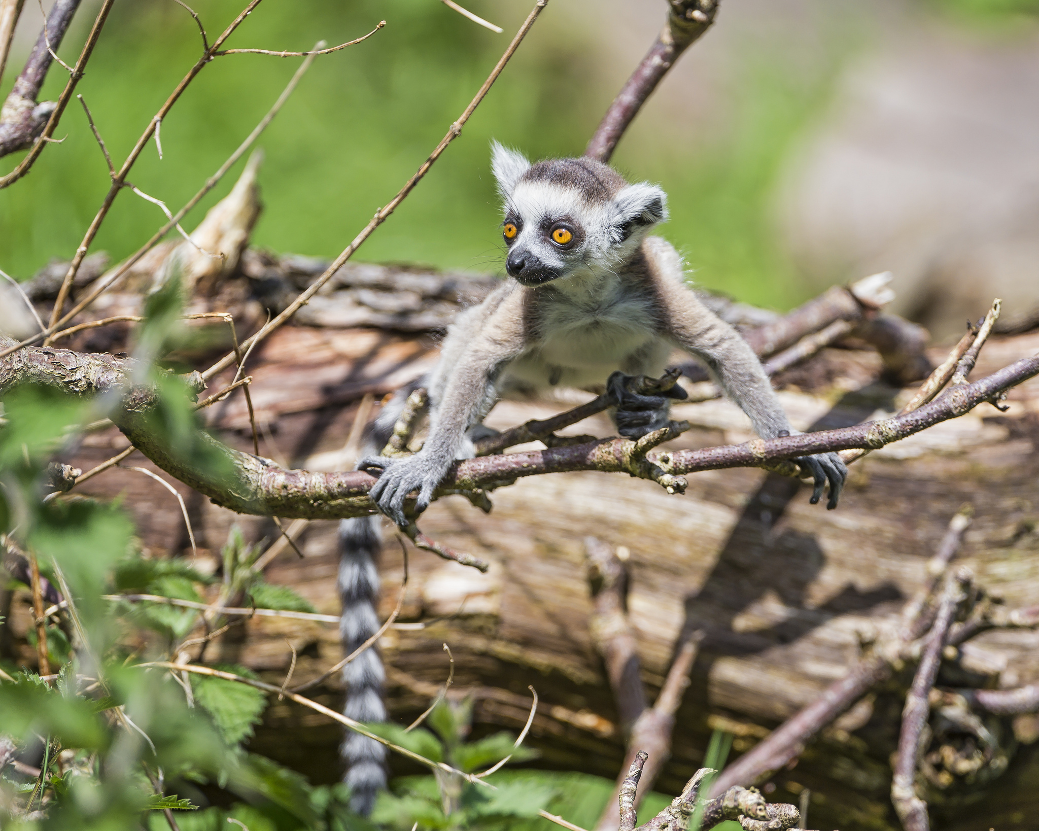 309524 Bild herunterladen tiere, lemur, affen - Hintergrundbilder und Bildschirmschoner kostenlos
