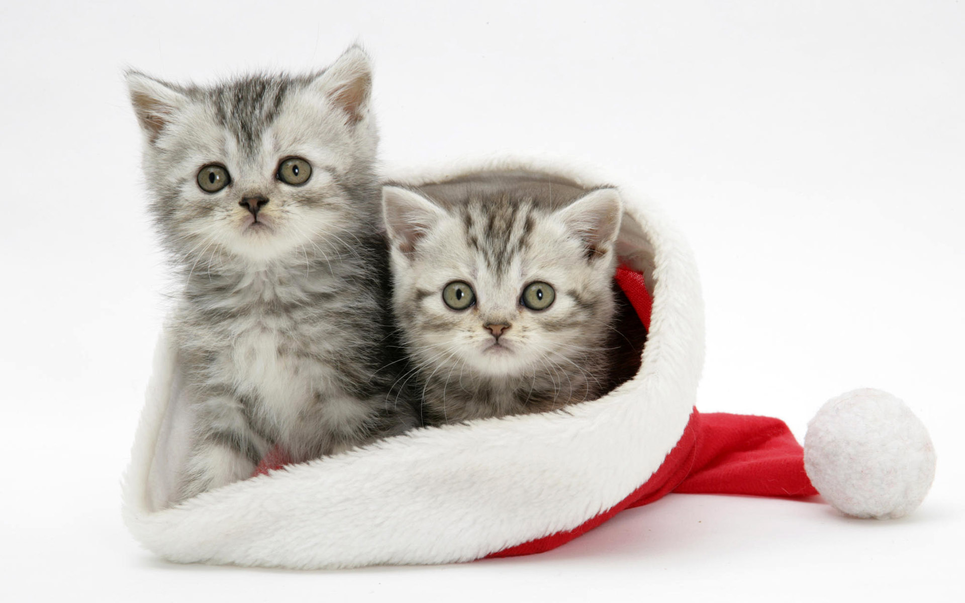 Download mobile wallpaper Santa Hat, Christmas, Kitten, Cat, Holiday for free.