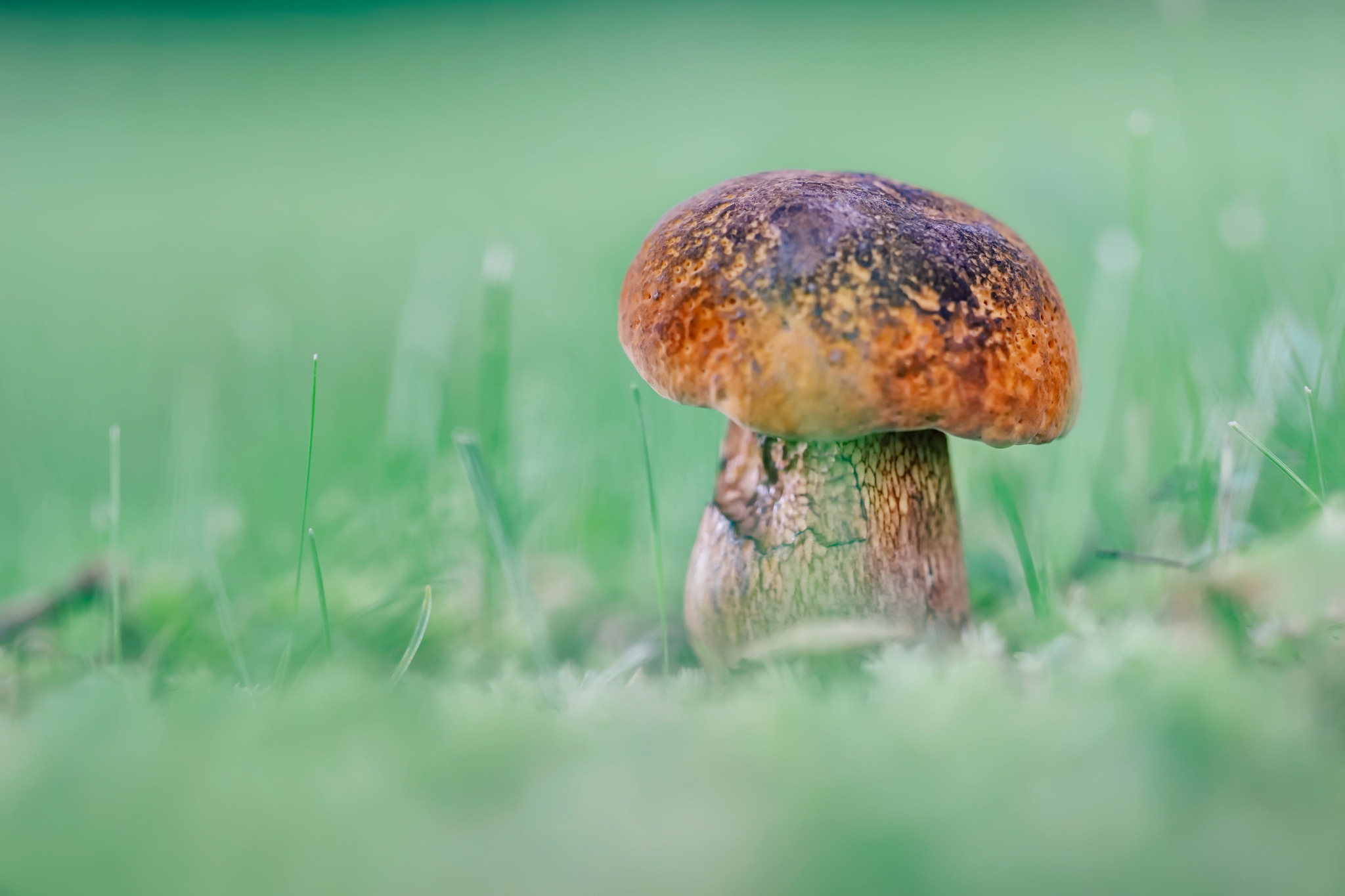 Handy-Wallpaper Pilz, Verwischen, Gras, Erde/natur kostenlos herunterladen.