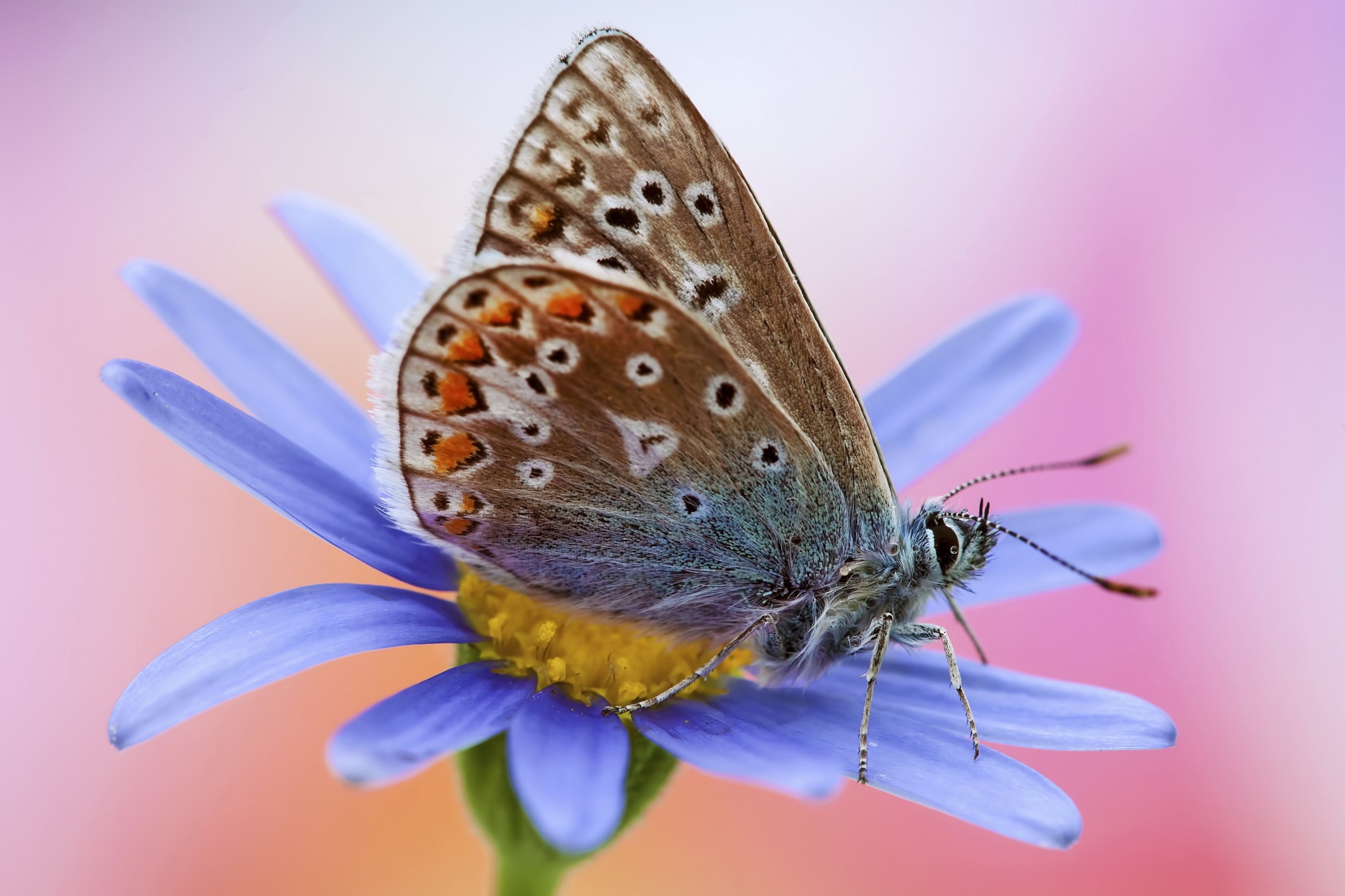Завантажити шпалери безкоштовно Квітка, Метелик, Тварина картинка на робочий стіл ПК