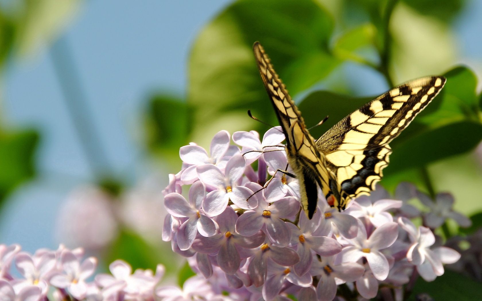 Free download wallpaper Branch, Lilac, Macro, Flowers, Butterfly on your PC desktop
