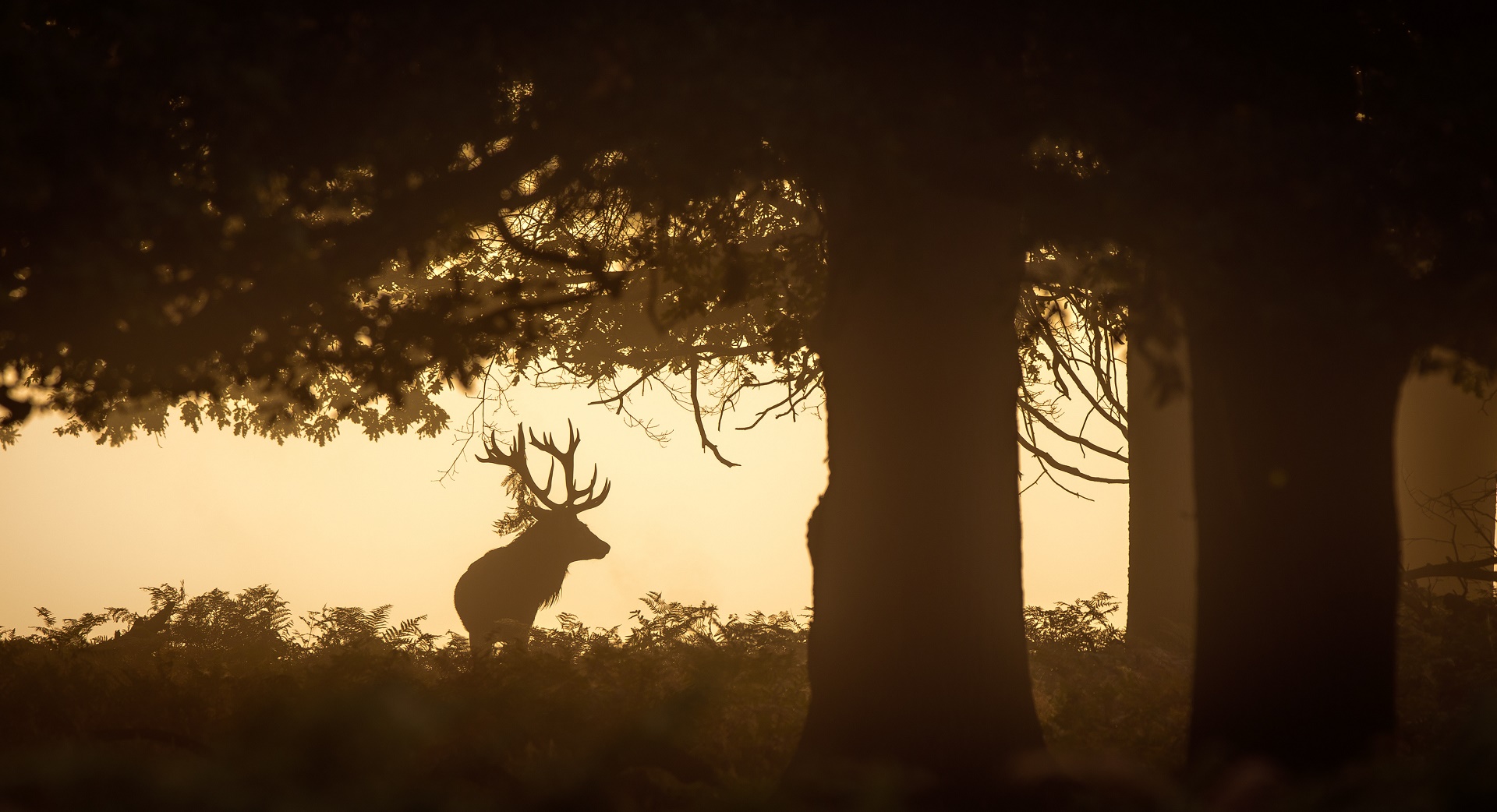 Download mobile wallpaper Silhouette, Animal, Deer for free.