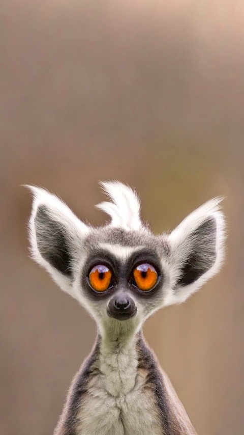 Download mobile wallpaper Monkeys, Animal, Lemur, Face, Cute for free.