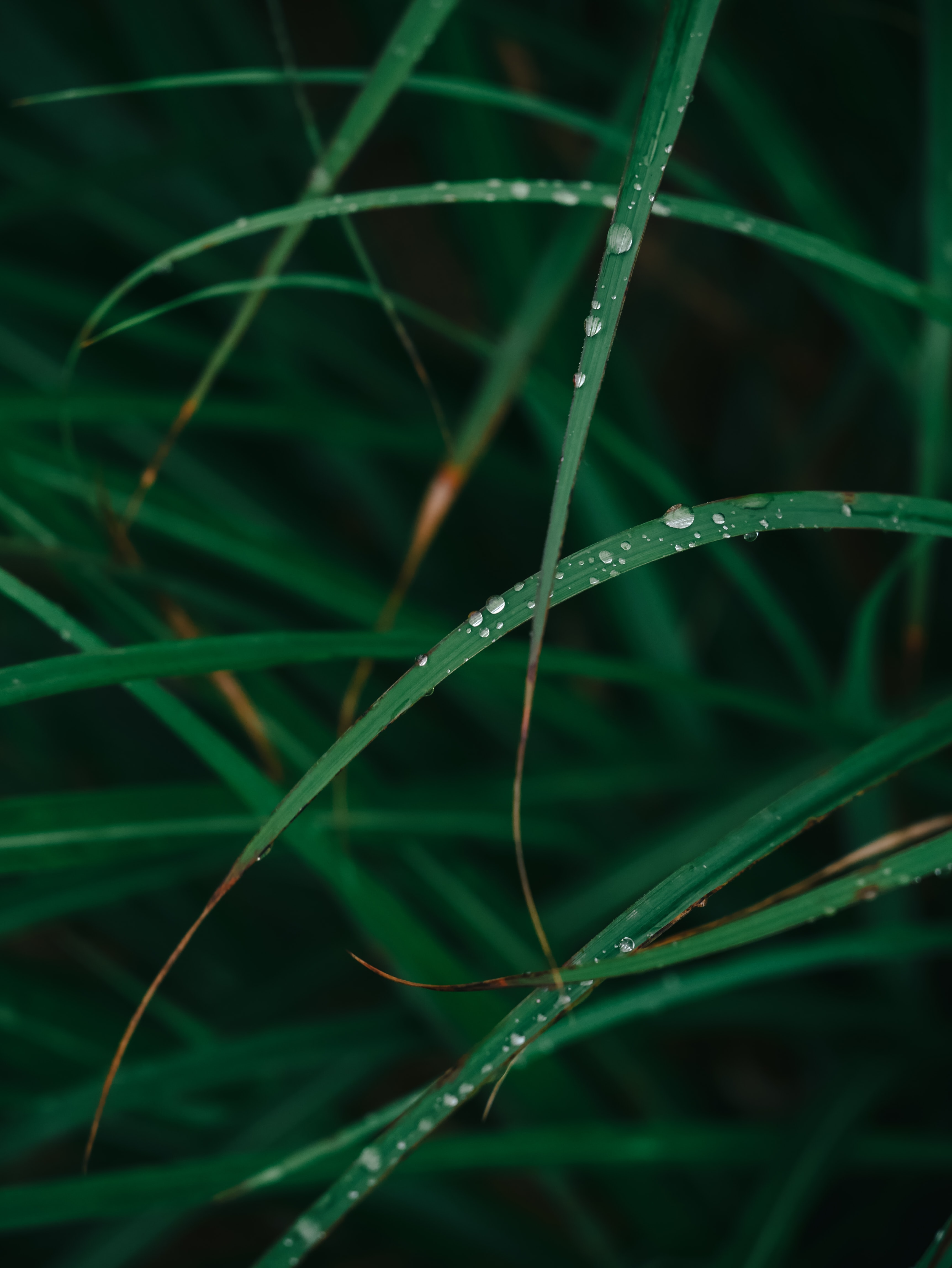 Download mobile wallpaper Plant, Grass, Macro, Dew, Drops for free.