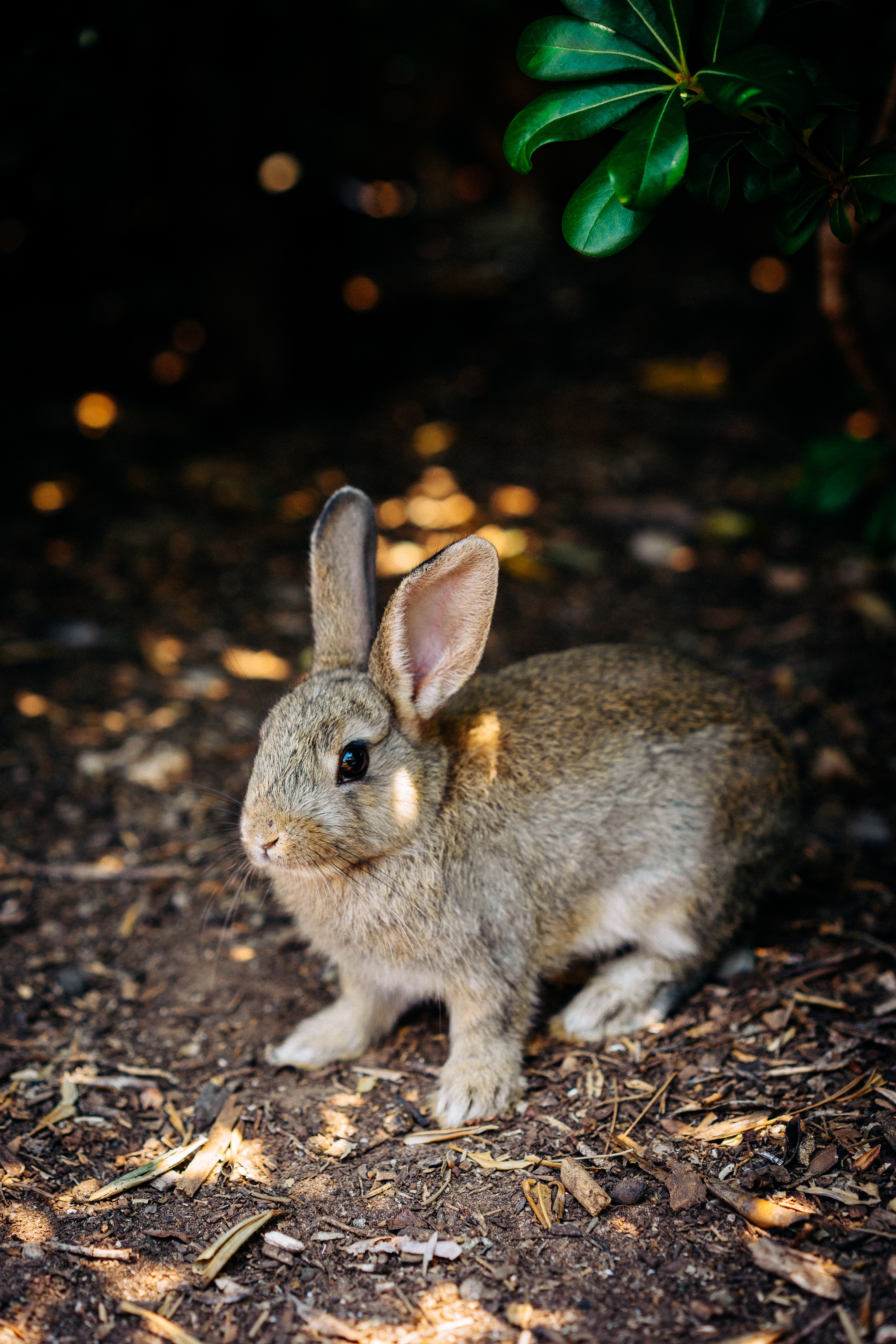 hare, animals, animal, nice, sweetheart, rabbit
